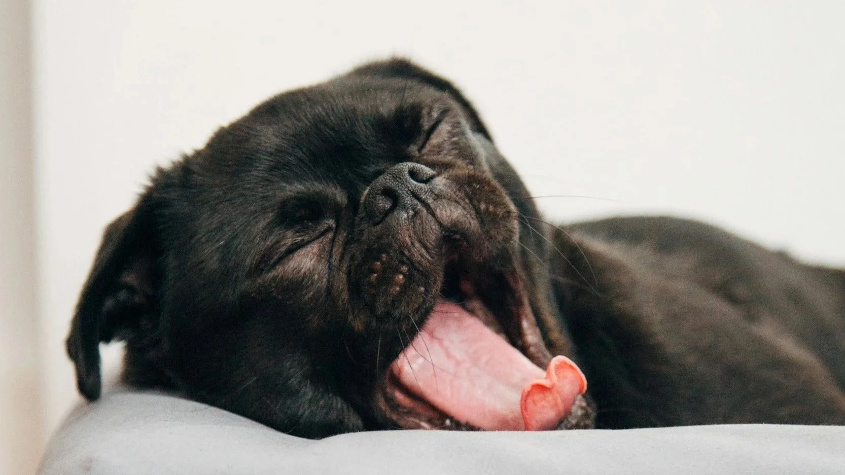 Black dog yawning with eyes closed, lying on a soft gray surface against a white background.