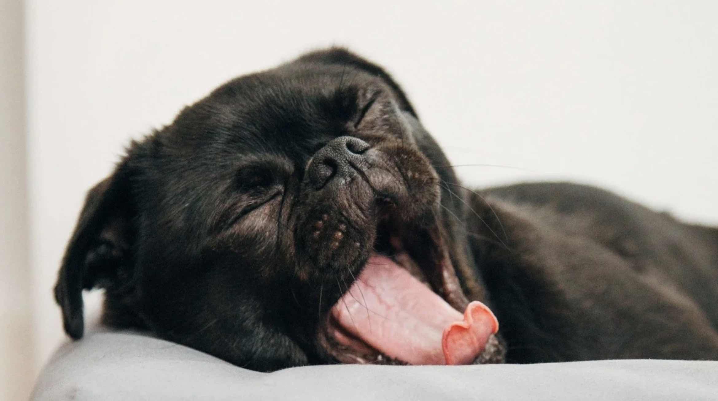 A black puppy yawning or barking happy while resting its head on a person's hand.
