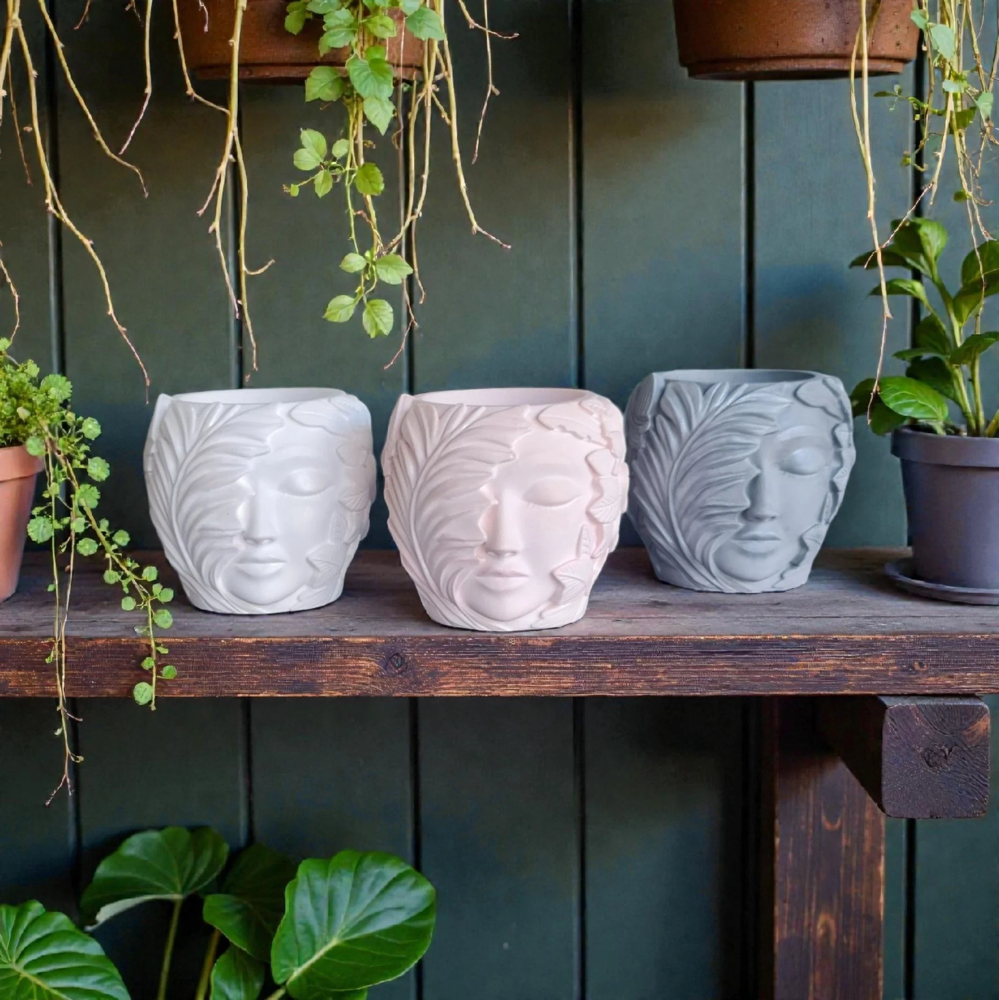 Terracotta hanging planters with green ivy plants against a dark green wooden background, with additional potted plants with broad green leaves on a wooden surface.