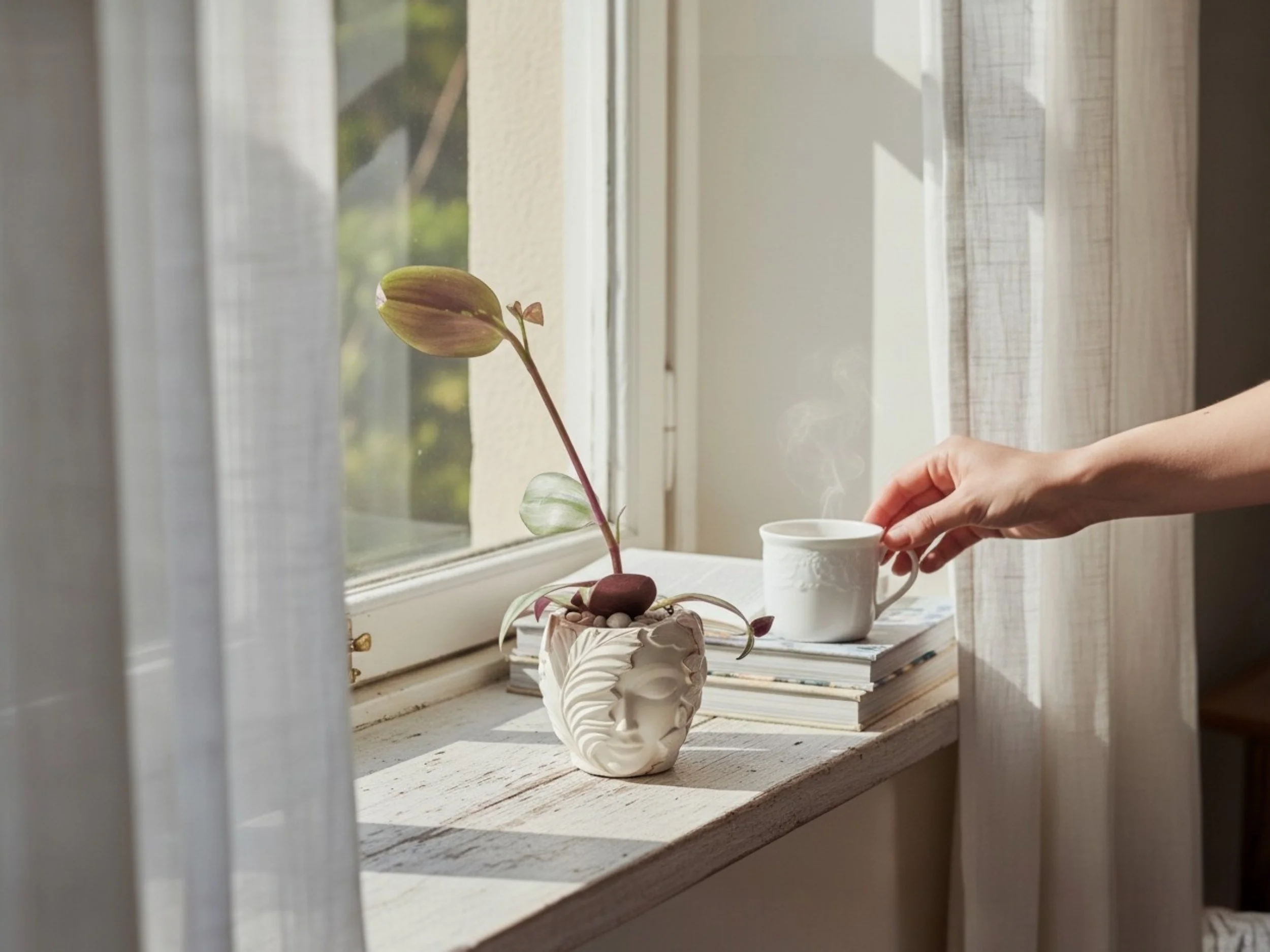 A windowsill with a potted plant with pinkish leaves, a white cup, and a few stacked books, with sunlight shining through semi-transparent curtains.