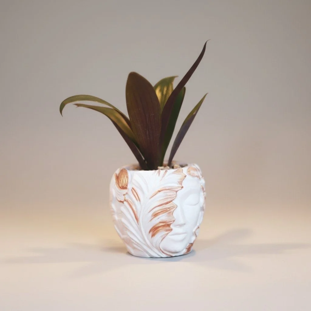 A potted plant with long, dark green and purple leaves in a decorative white ceramic pot featuring a carved face design with closed eyes.