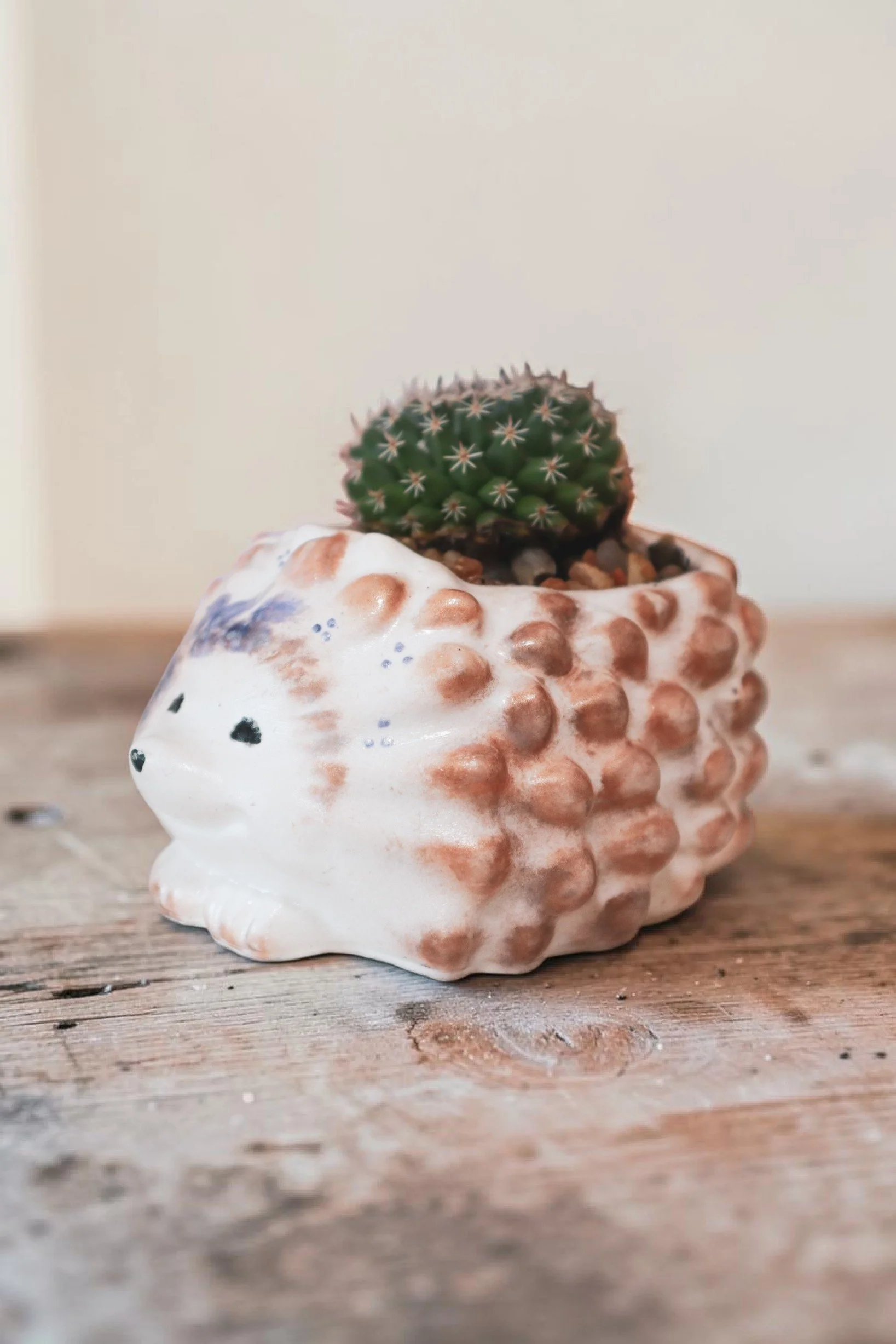Small cactus in a textured ceramic pot placed on a wooden surface with a plain background.