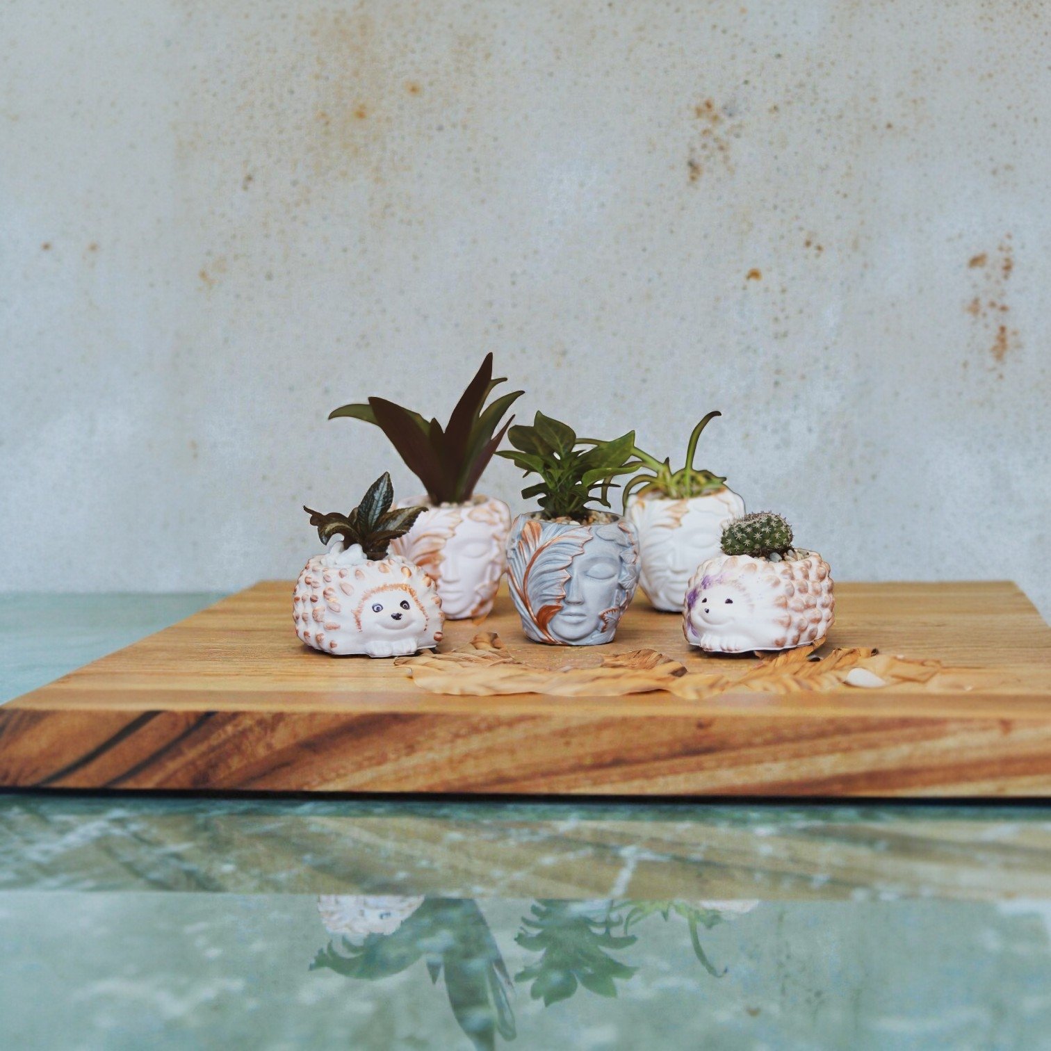 Five small flowerpots with plants on a wooden surface, with one pot featuring a hedgehog face design, and others with human face designs, against a textured off-white wall background.