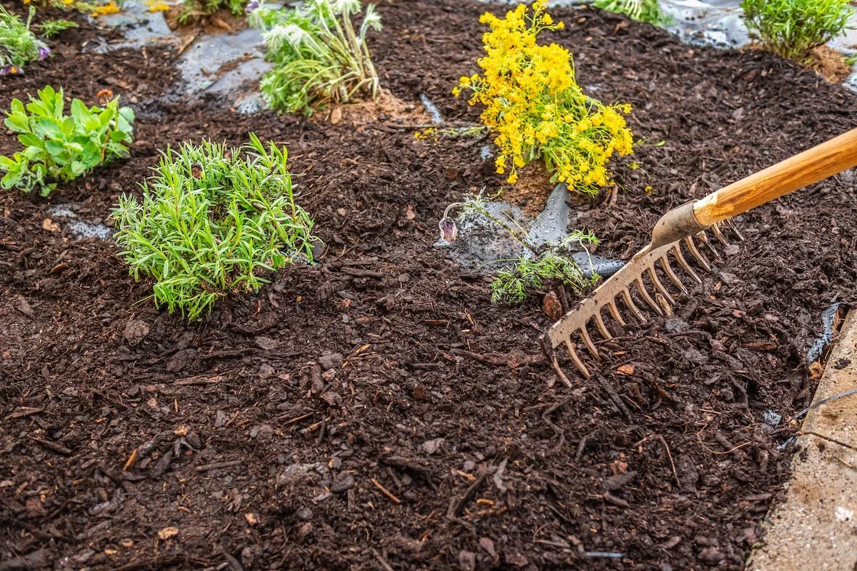 A garden bed with dark brown soil, some green plants, and yellow flowers, with a small gardening rake partially inserted into the soil.