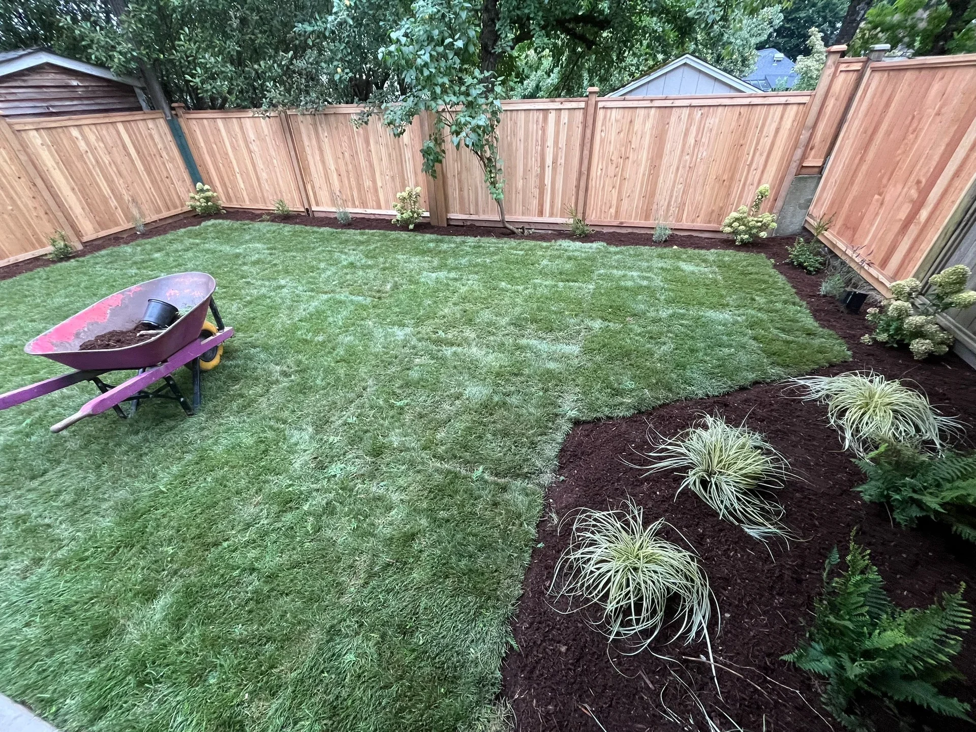 A backyard scene featuring a newly landscaped yard with a trimmed green lawn, a bare patch of soil where new plants are being planted, a purple wheelbarrow filled with soil, and a wooden fence surrounding the yard. There are several small bushes and plants along the fence line and a large tree with overhanging branches.