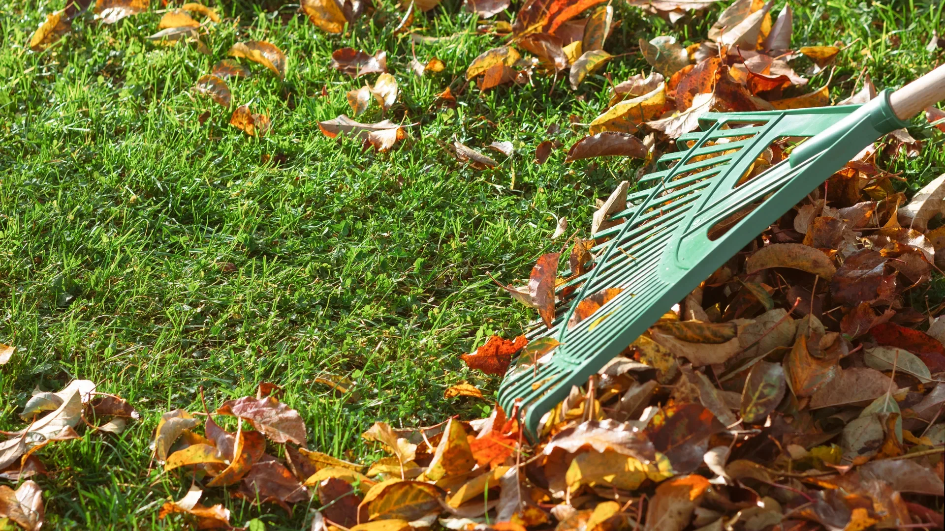 Green yard rake on fallen autumn leaves, grass, and mulch.