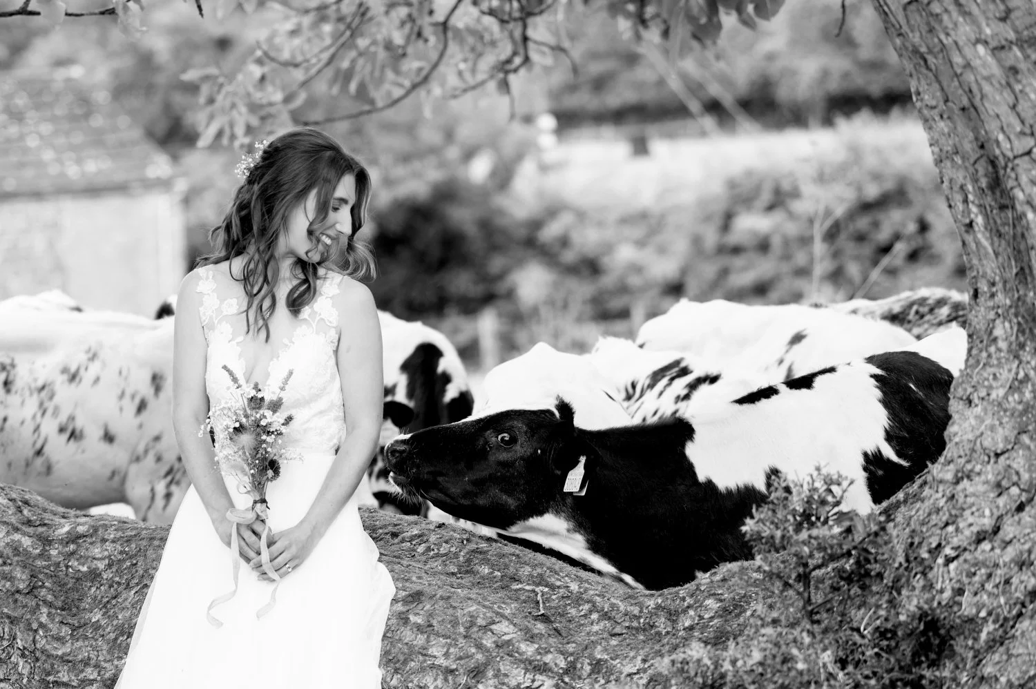 Bride sharing a charming moment with a curious cow at The Courtyard Barns, Leicestershire — fun natural wedding photography by Tasha Boorman, Leicestershire wedding photographer