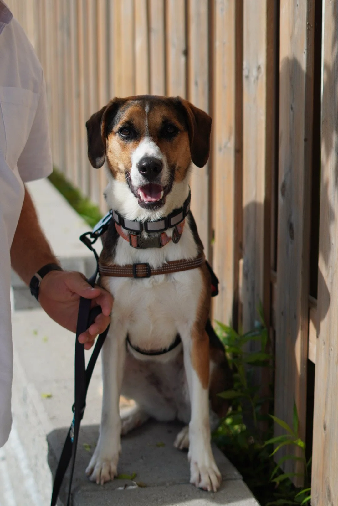 A smiling dog with a harness sitting on a sidewalk beside a wooden fence, with a person standing nearby holding the dog's leash.