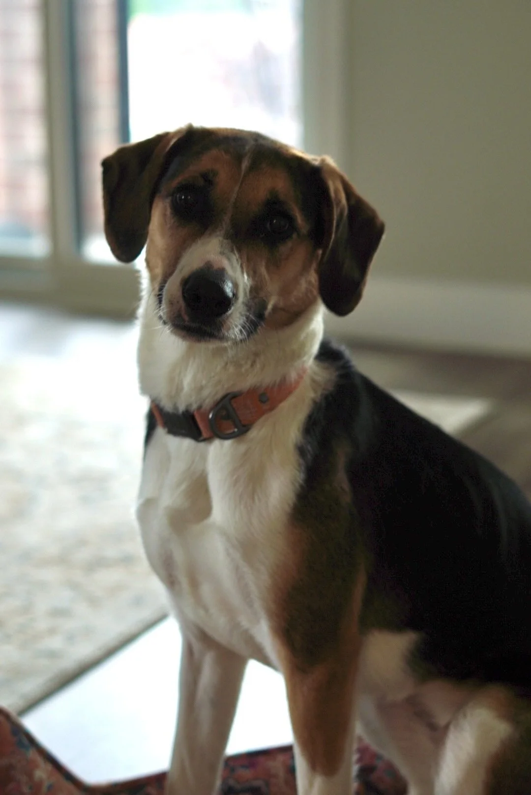 A medium-sized dog with a tricolor coat sitting indoors in front of a glass door, wearing an orange collar.
