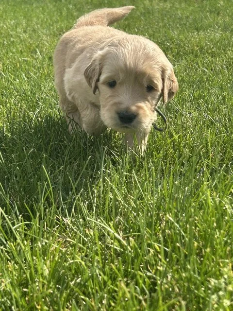 Young light-colored puppy walking through green grass.