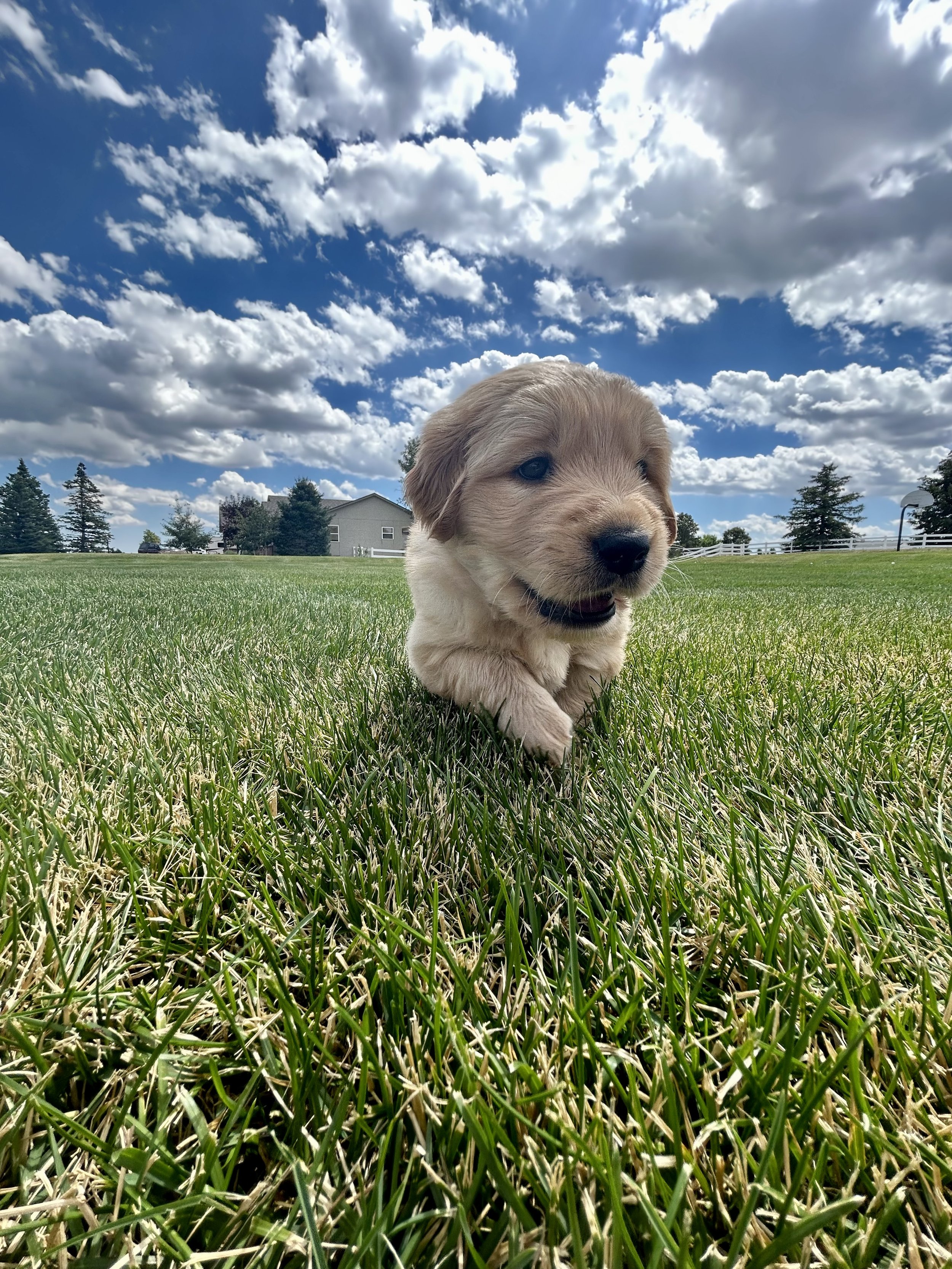 Cute puppy running on a green field under a blue sky with scattered clouds.