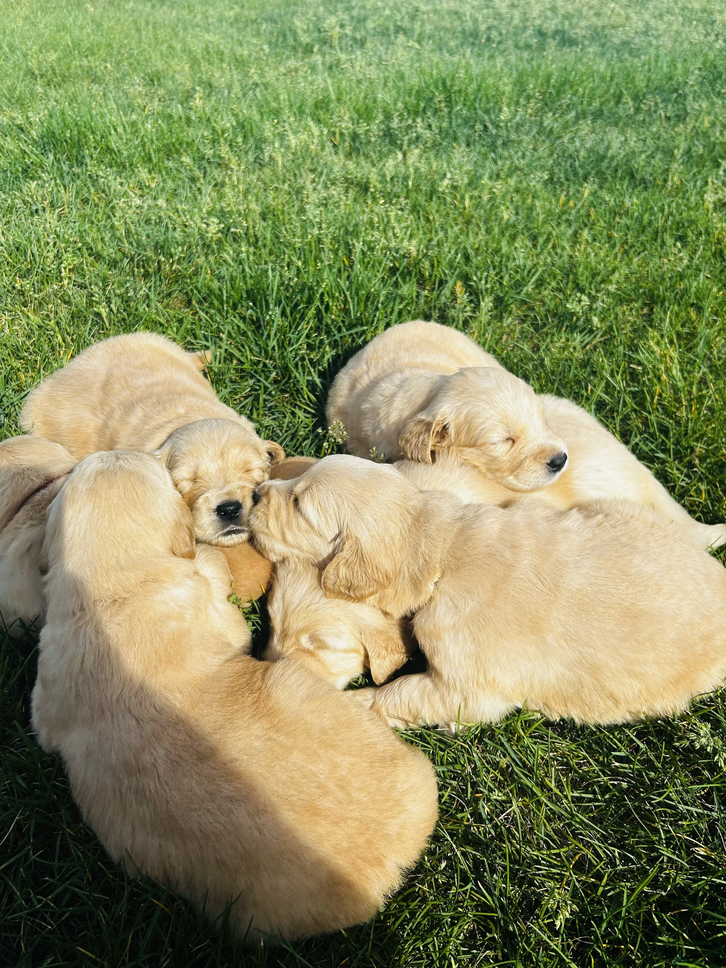 Group of yellow Golden Retriever puppies sleeping on green grass in an outdoor setting.