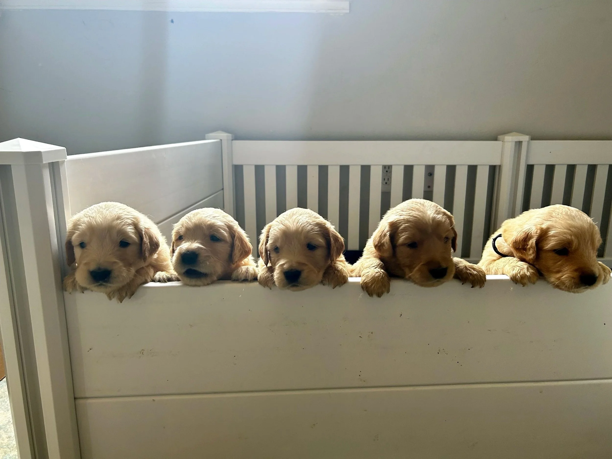 A row of six golden retriever puppies lying on a white surface in front of a white railing with a gray wall in the background.