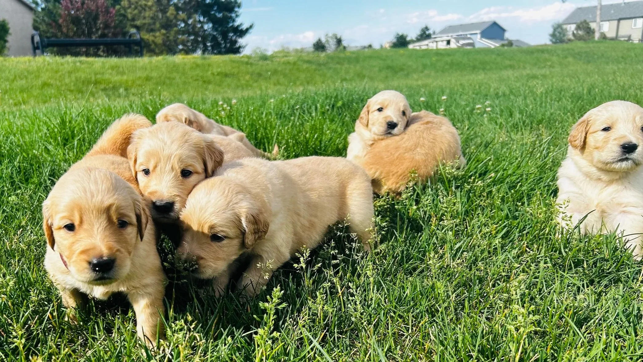 A group of yellow Labrador Retriever puppies playing on a grassy field with houses and trees in the background on a sunny day.