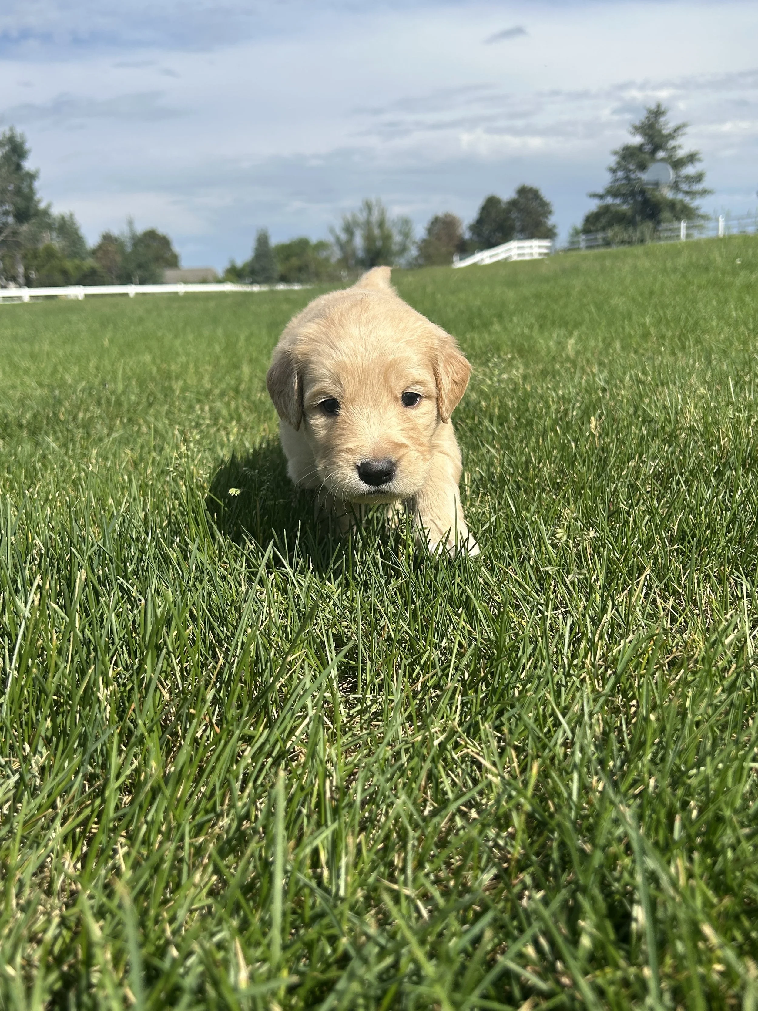 A adorable golden retriever puppy walking through a lush green meadow under a blue sky with scattered clouds.