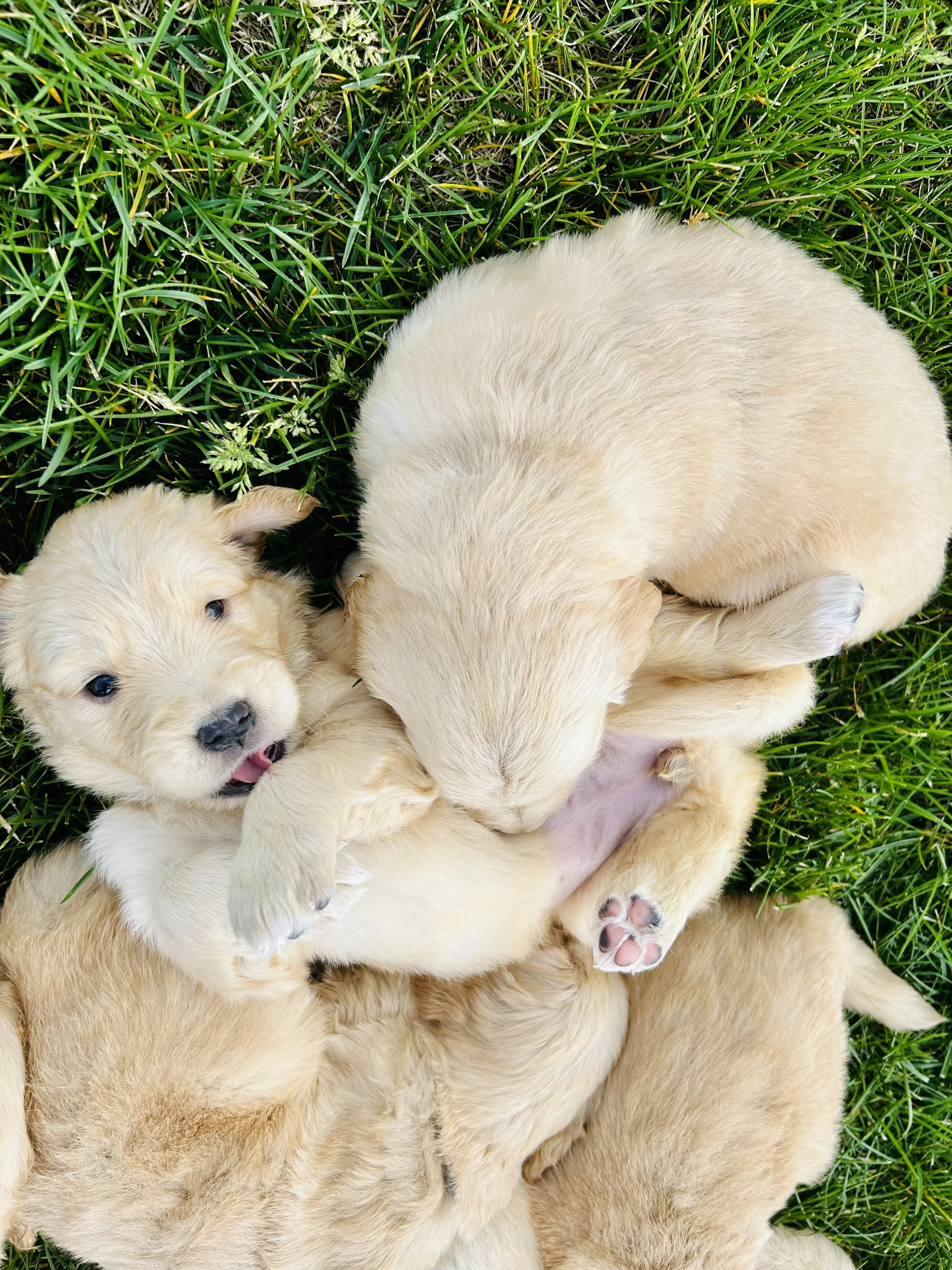 A group of cream-colored puppies lying on green grass, some cuddling and playing.