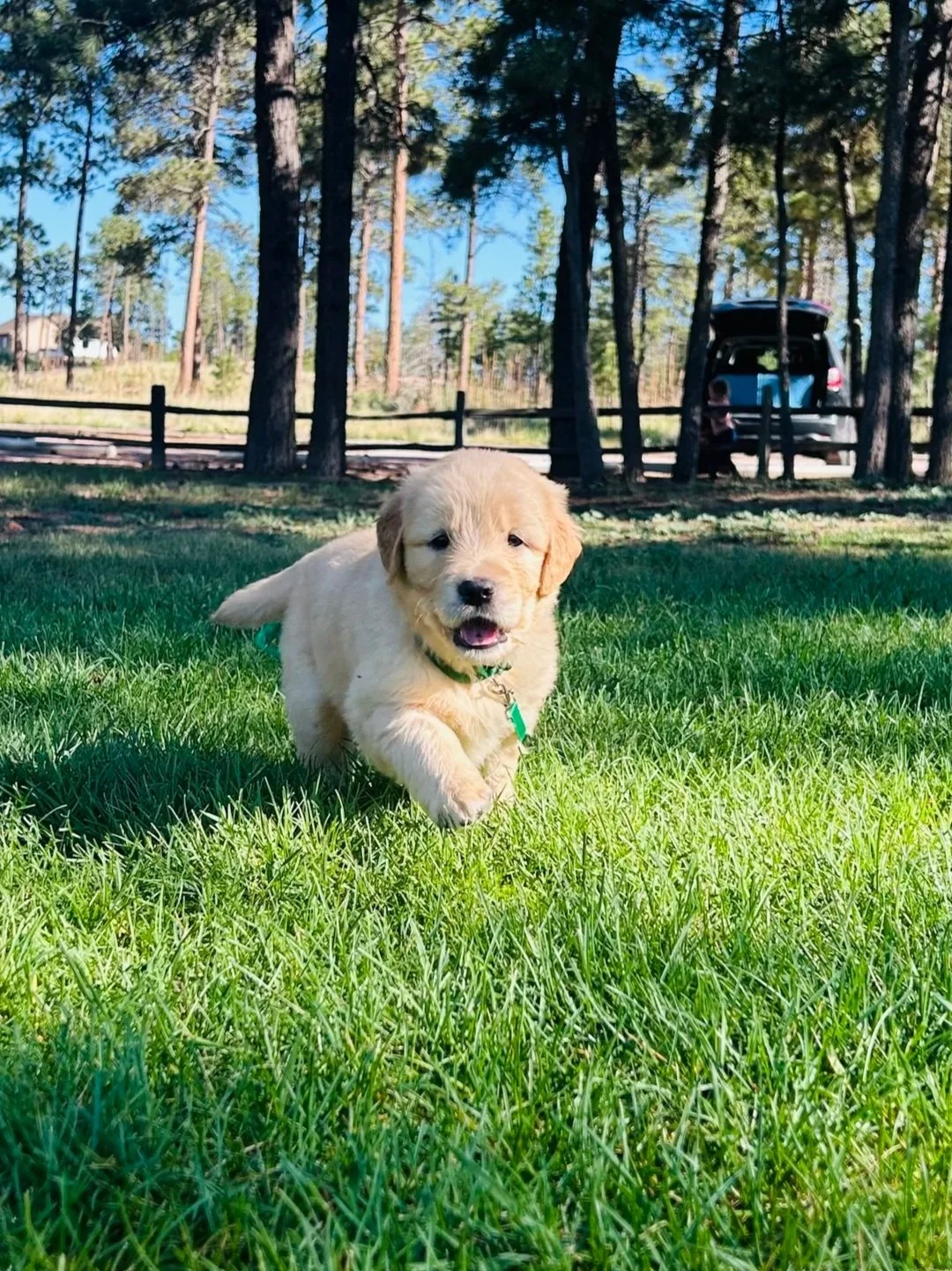 A cute golden retriever puppy running on green grass in a park with trees and a parked car in the background.