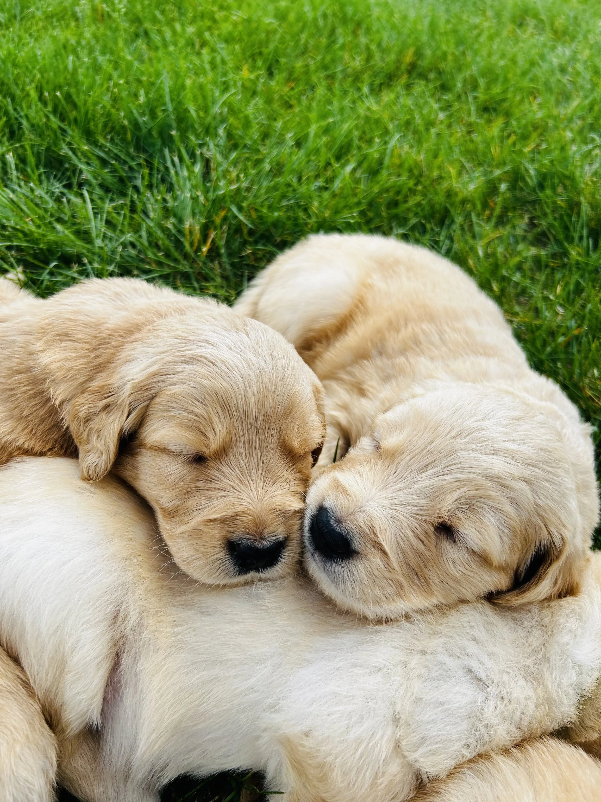 A group of adorable yellow Labrador Retriever puppies sleeping closely together on green grass.