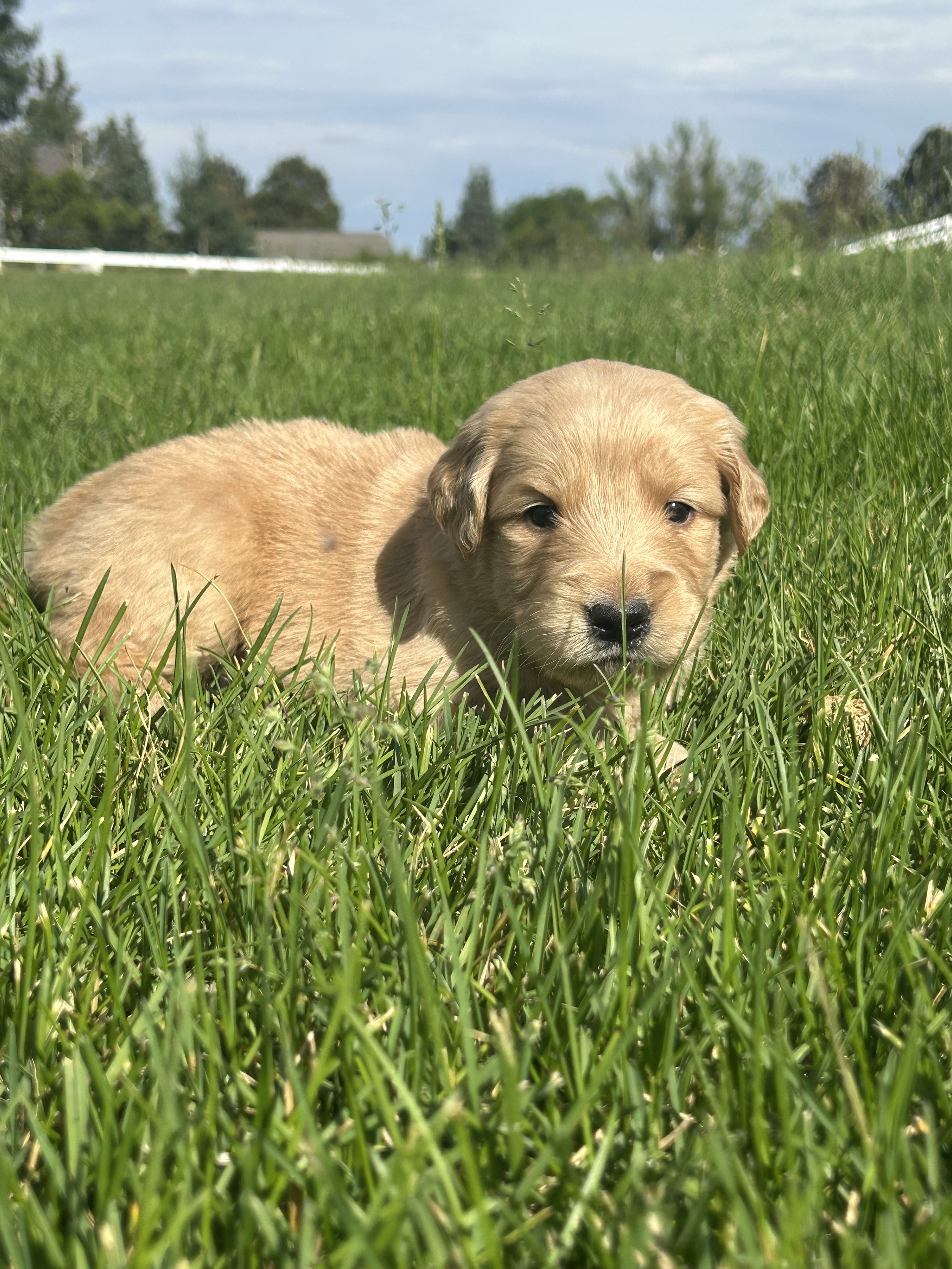 A puppy lying on green grass with trees and a cloudy sky in the background.