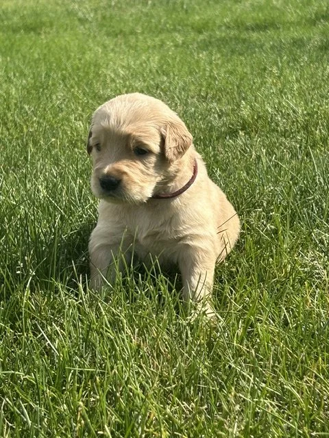 Cute beige puppy sitting in green grass outdoors.