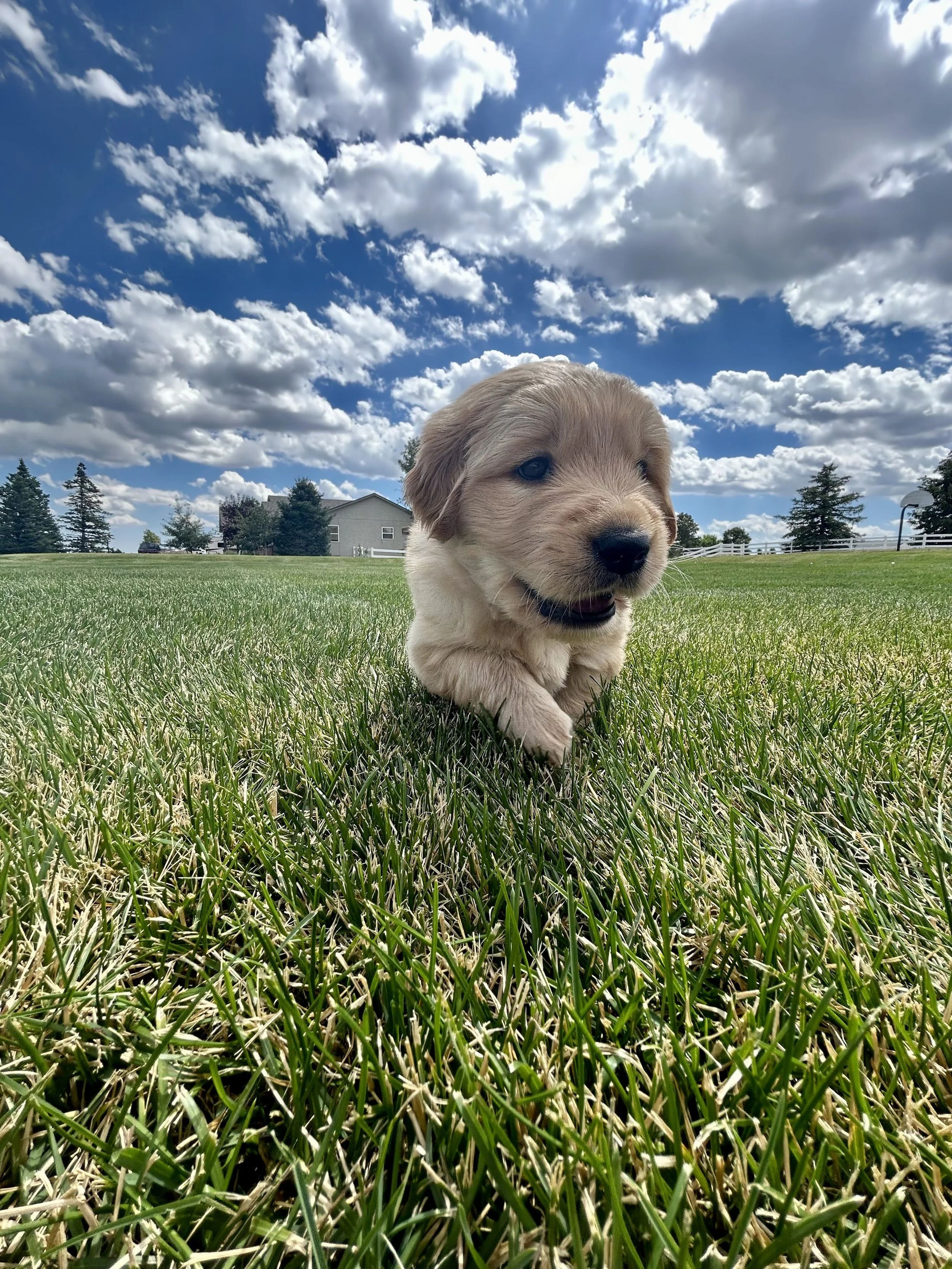 A cute puppy walking on green grass with a blue sky filled with white clouds and a house in the background.