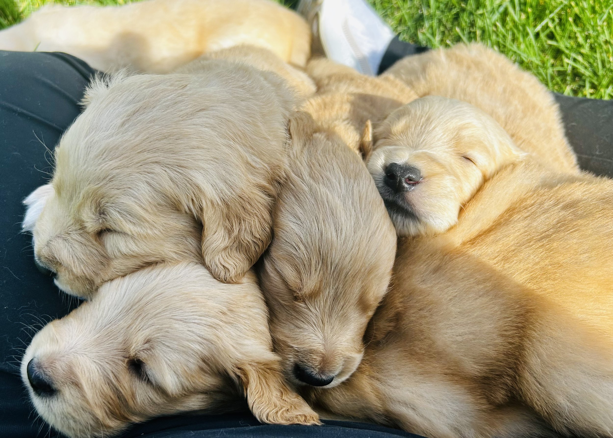Multiple light golden retriever puppies sleeping closely together outdoors on a person's lap with green grass in the background.