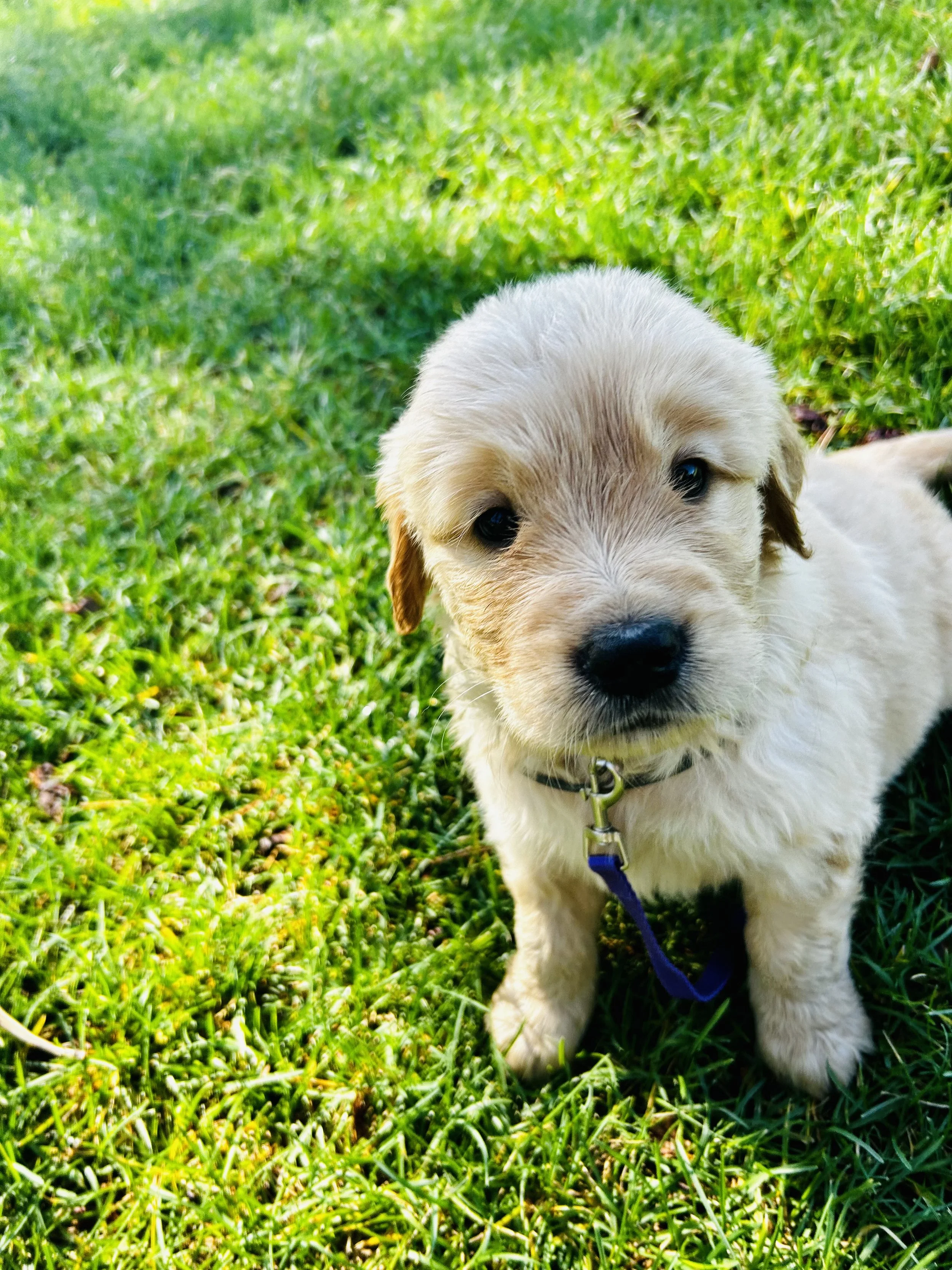 A fluffy cream-colored puppy with blue eyes sitting on green grass, wearing a collar and attached to a leash.