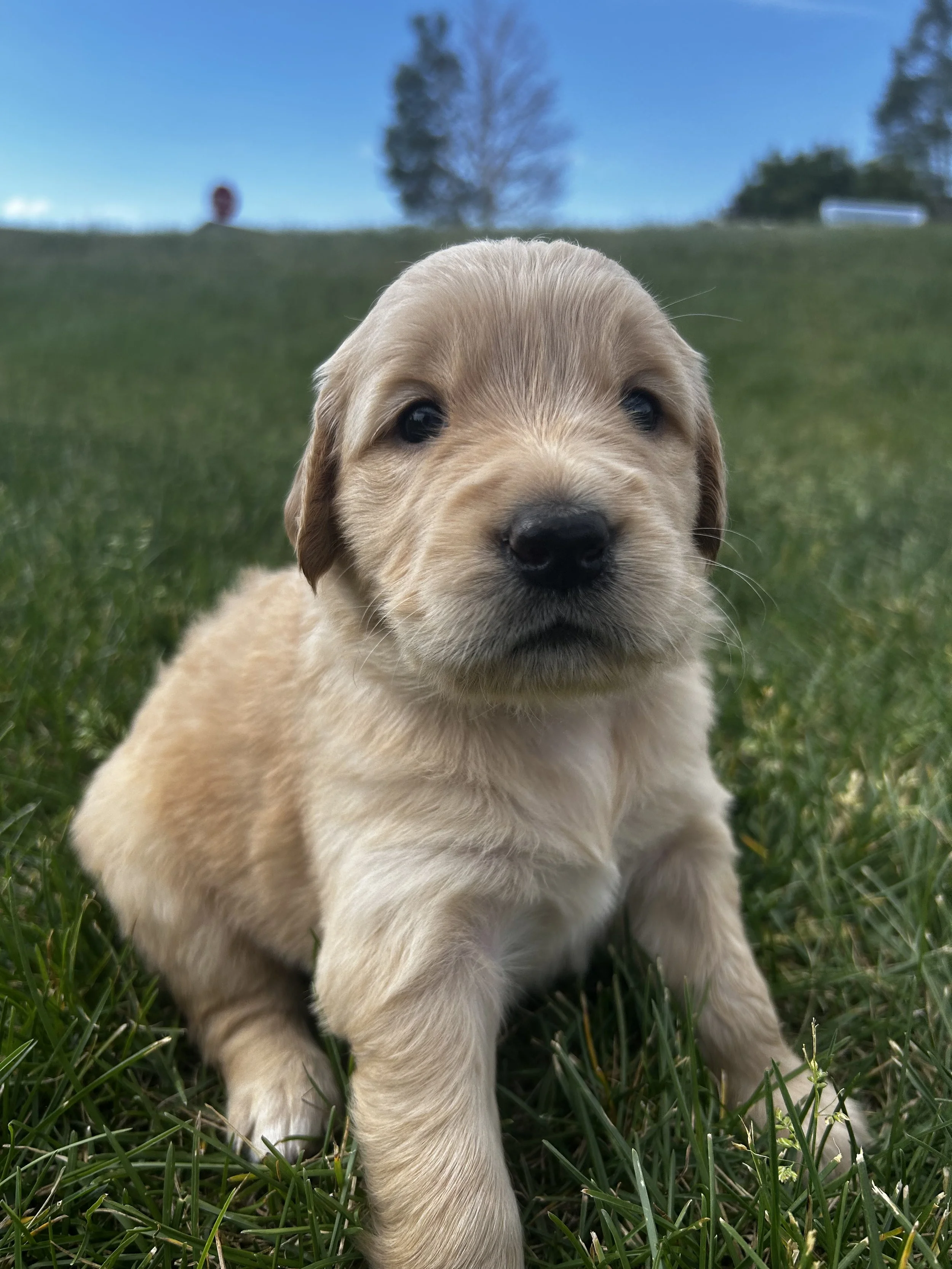Close-up of an adorable golden retriever puppy sitting on green grass with a blue sky and trees in the background.