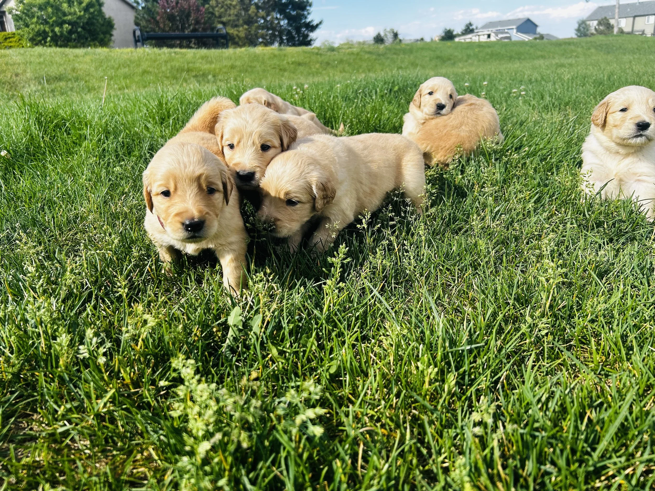 A group of gold retriever puppies sitting and lying on green grass in a backyard on a sunny day.