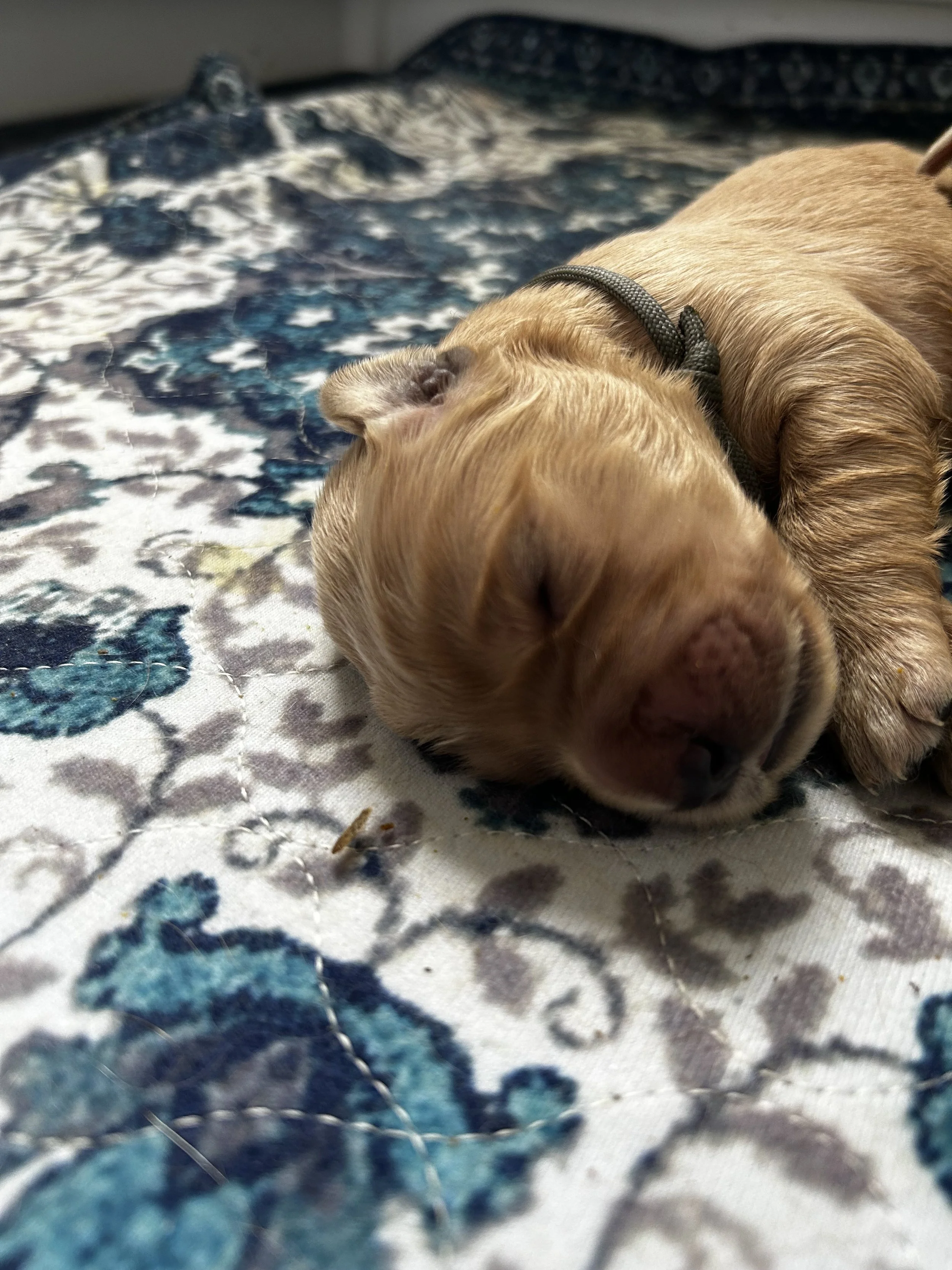 A small, light brown puppy lying on a blue and white patterned quilt. The puppy appears to be sleeping with its eyes closed.