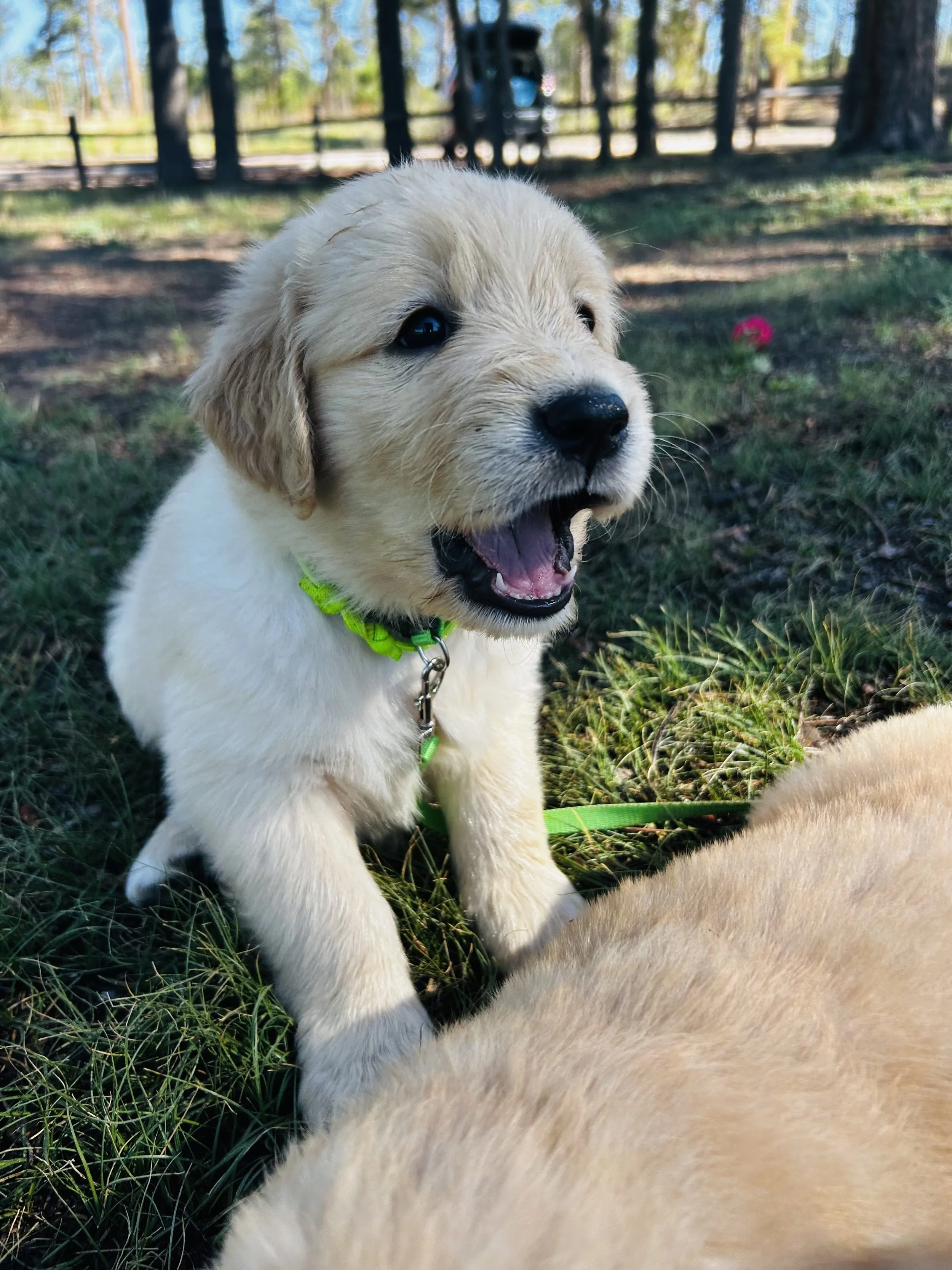 A cute puppy with light-colored fur and floppy ears sitting outdoors on grass, with its mouth open and a happy expression. Trees and a fence are visible in the background.