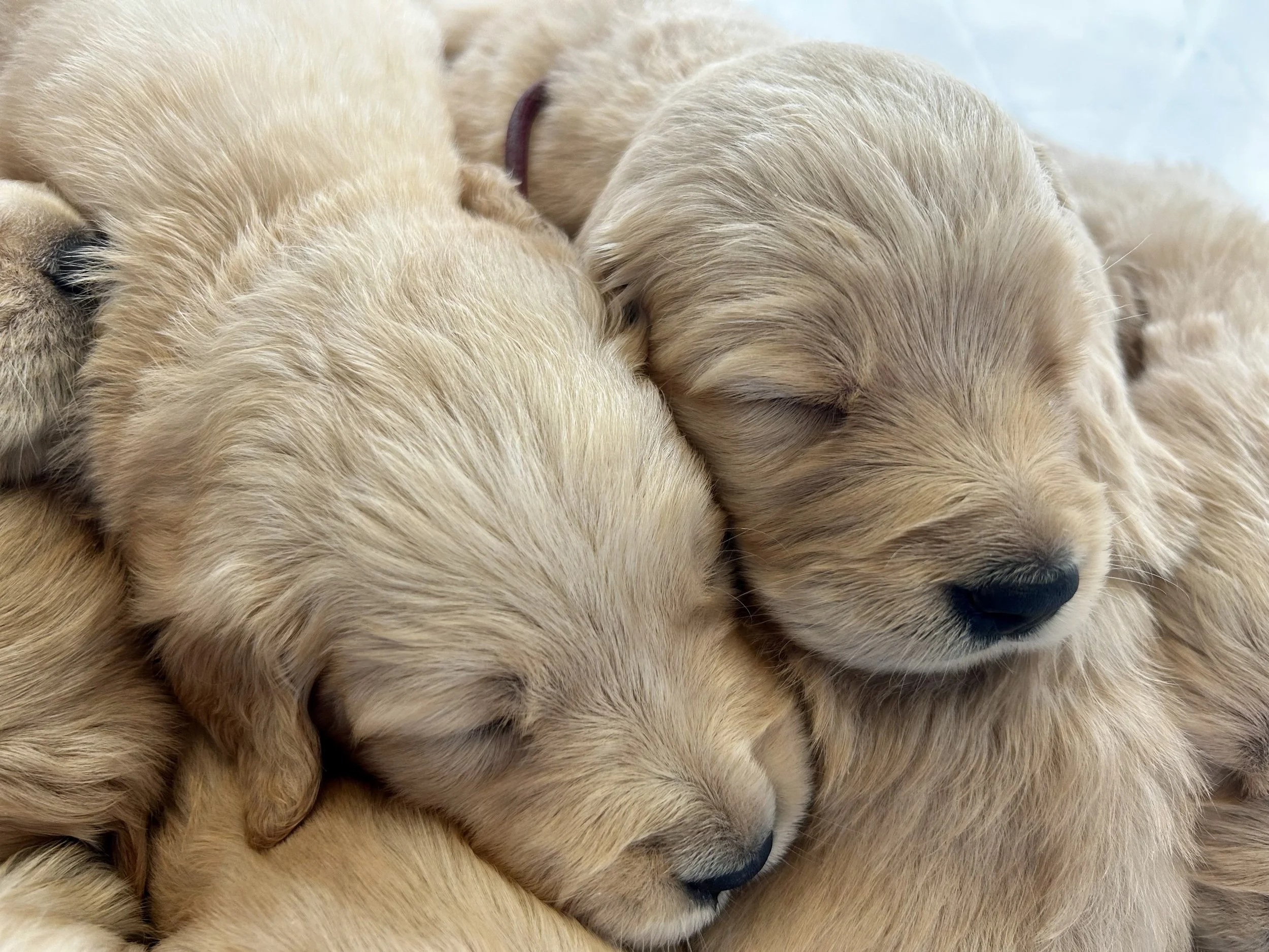 Close-up of several light-colored puppies sleeping close together.