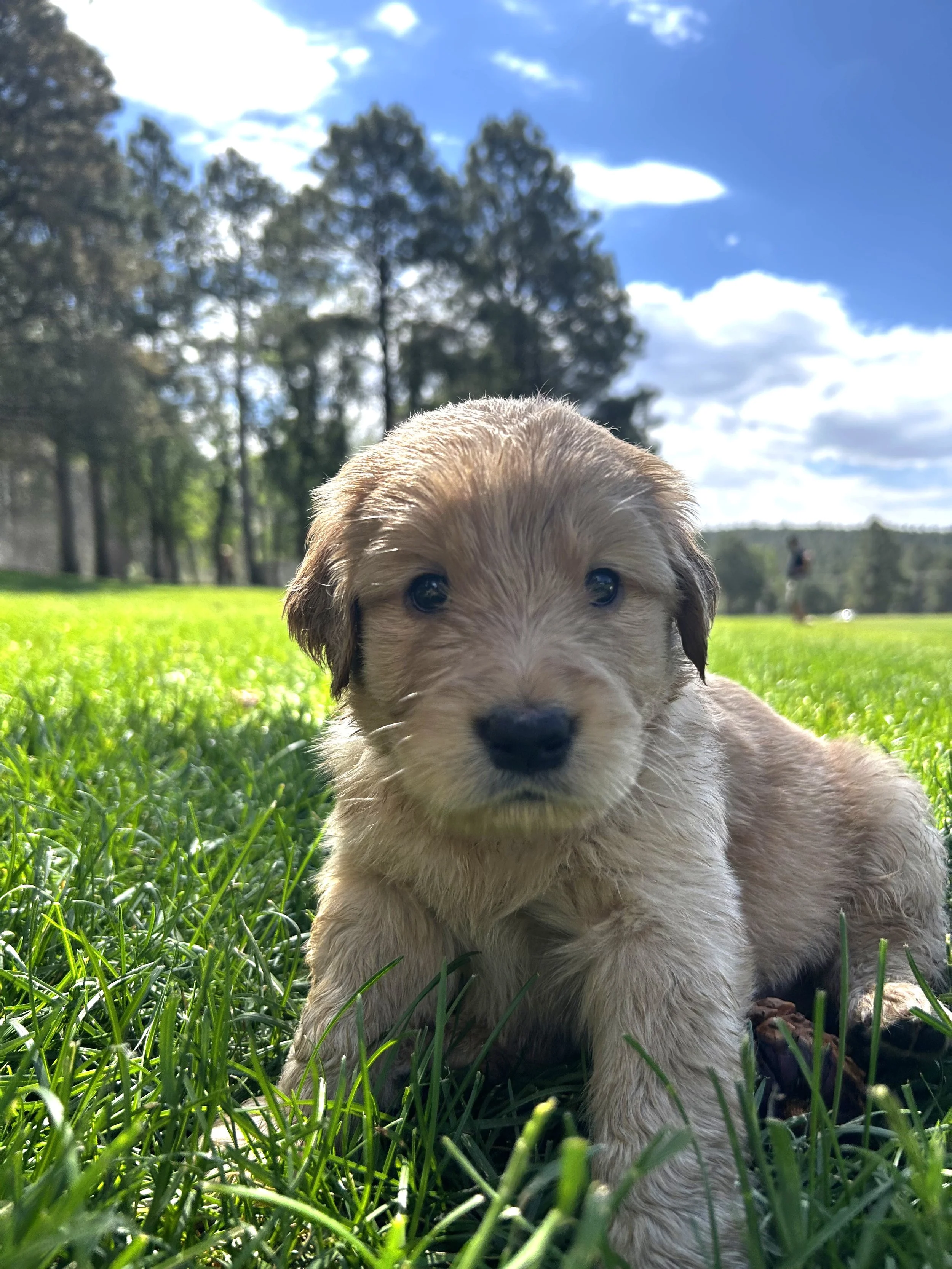 A cute puppy lying on green grass with tall trees and a blue sky with clouds in the background.
