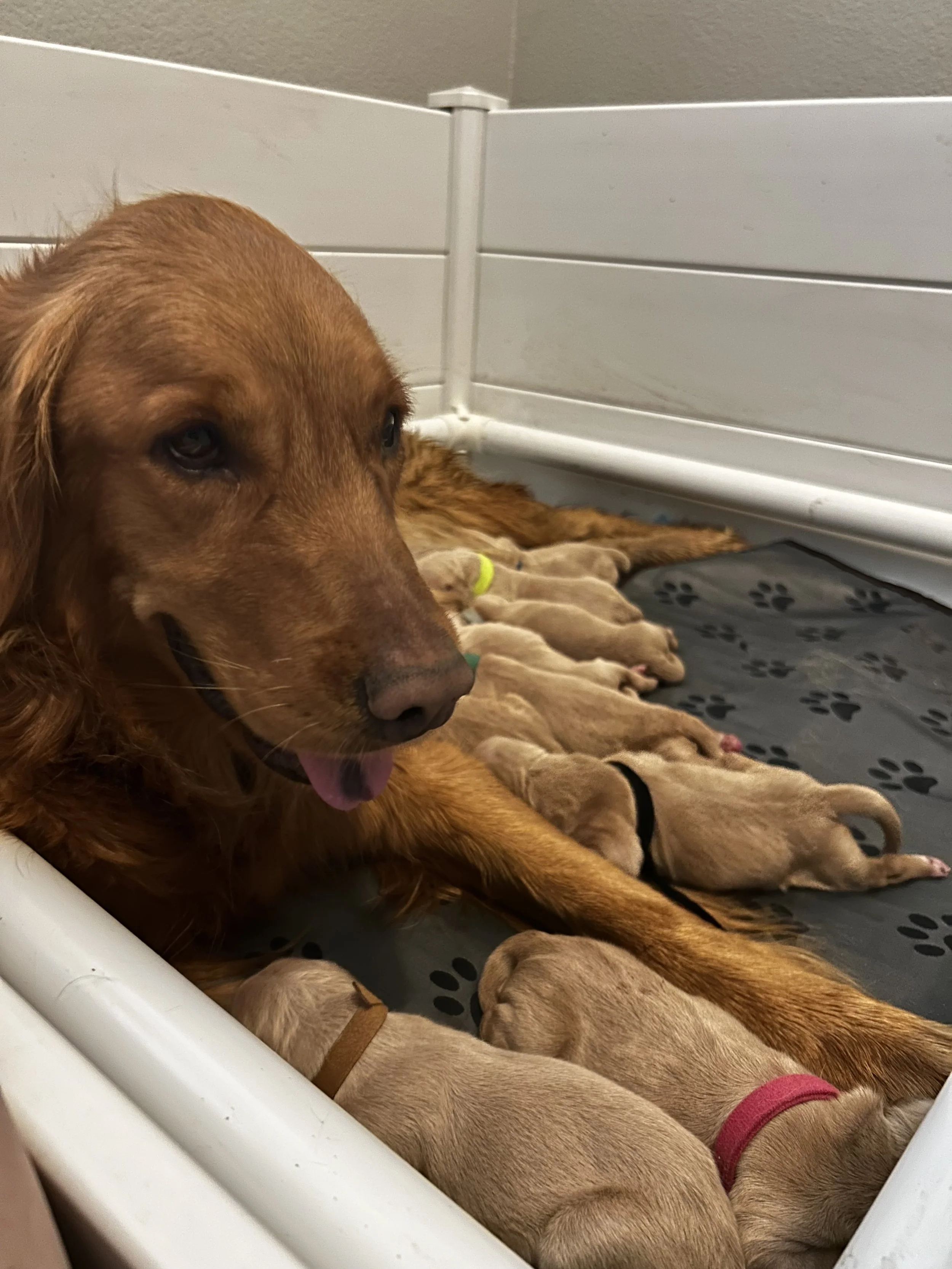 A mother dog lying on the floor with her puppies nursing, inside a crate with a paw print mat.