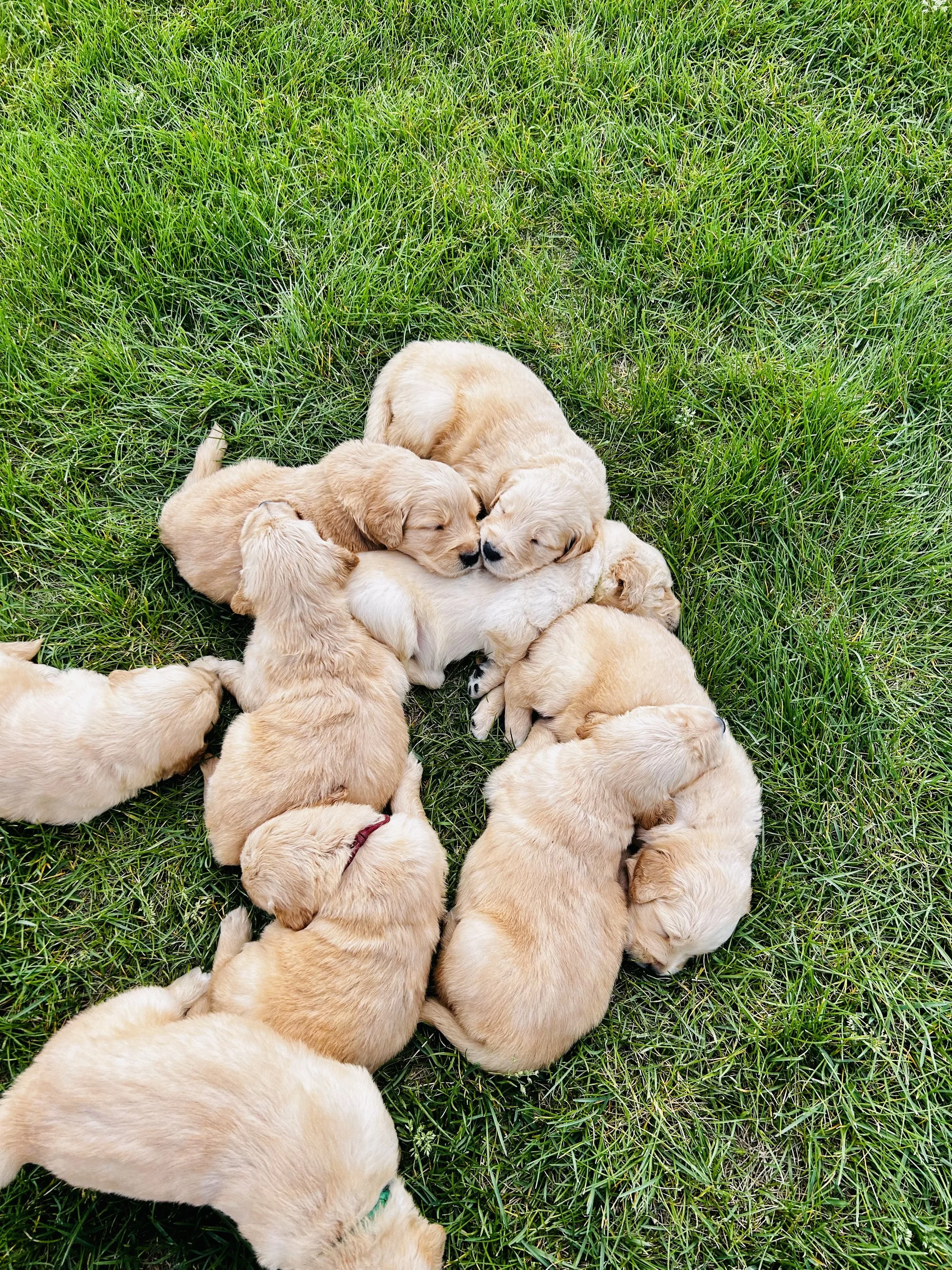 Group of golden retriever puppies lying and cuddling together on green grass.