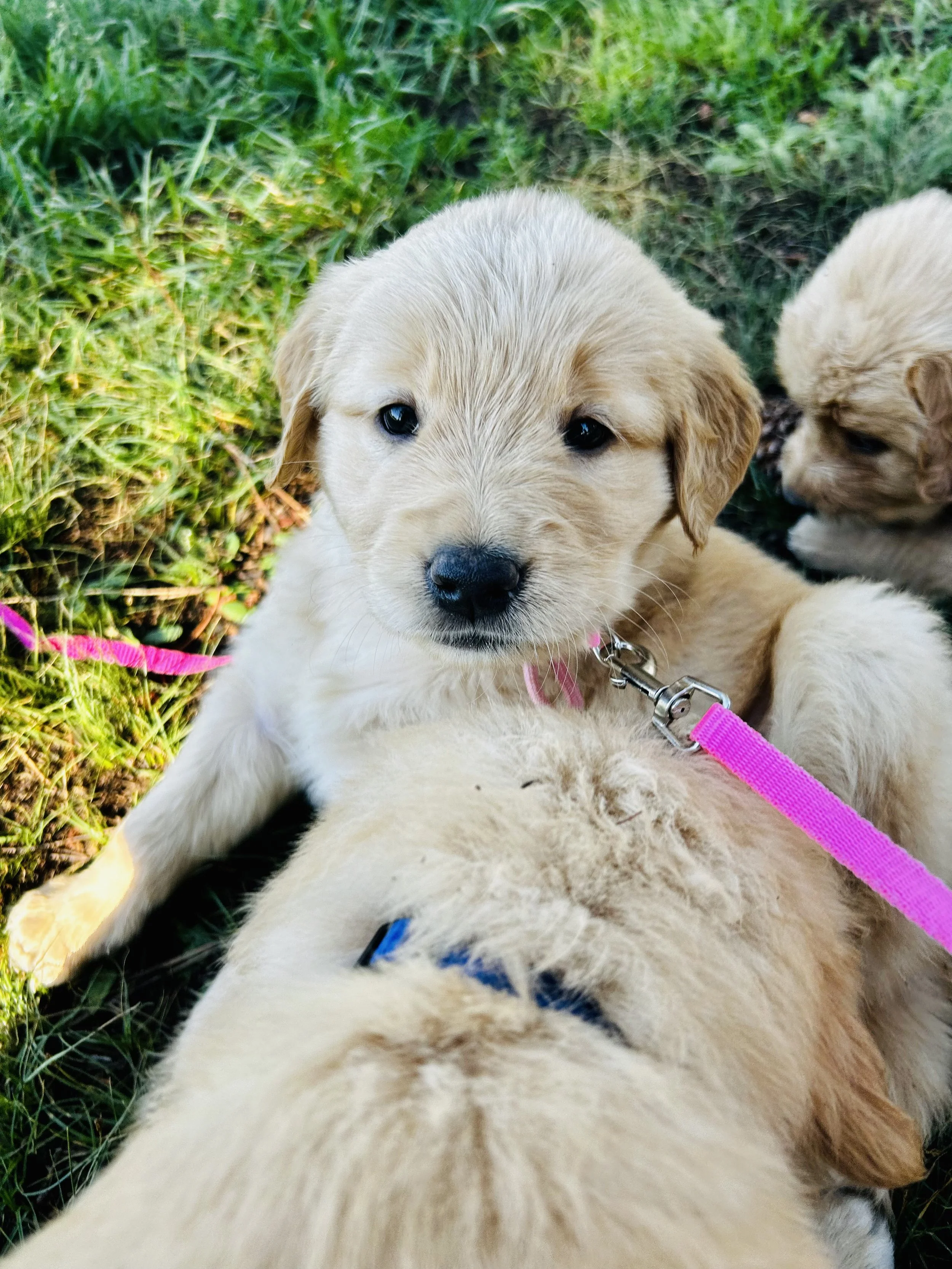 Multiple light-colored puppies lying on green grass, with one puppy looking directly at the camera.