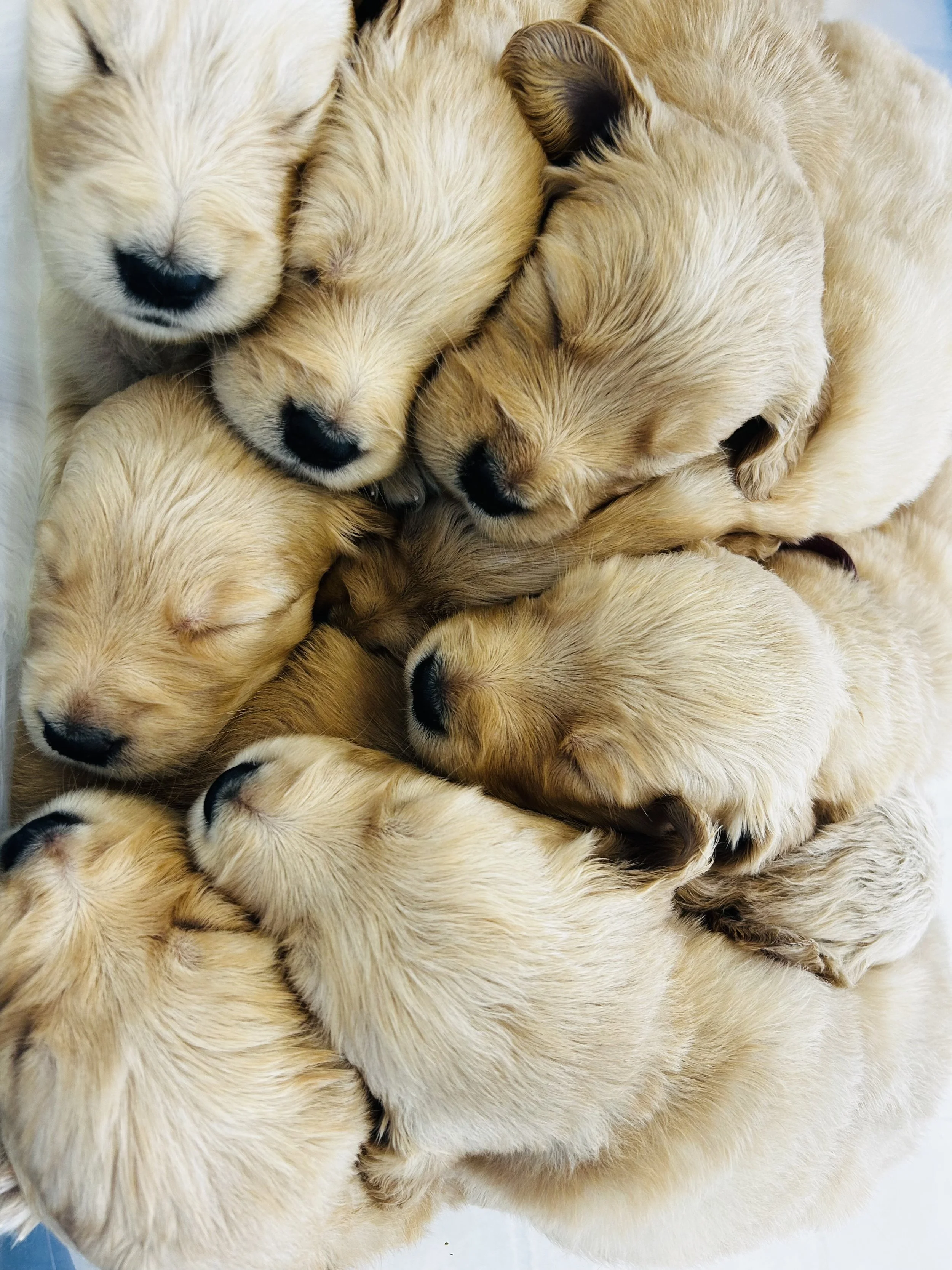 Multiple yellow golden retriever puppies sleeping closely together.