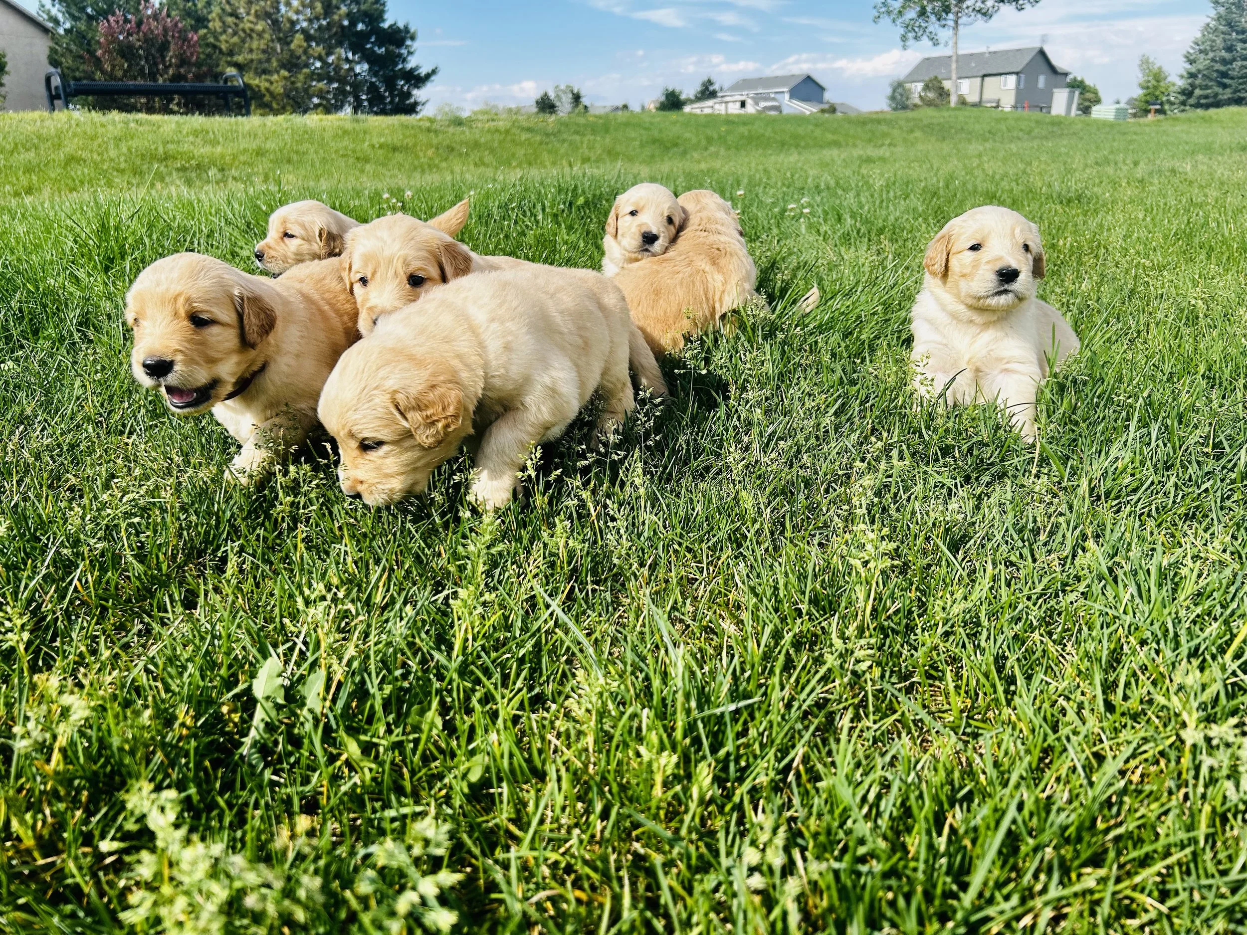 A group of yellow Labrador Retriever puppies sitting and lying on green grass in a backyard with houses and trees in the background.