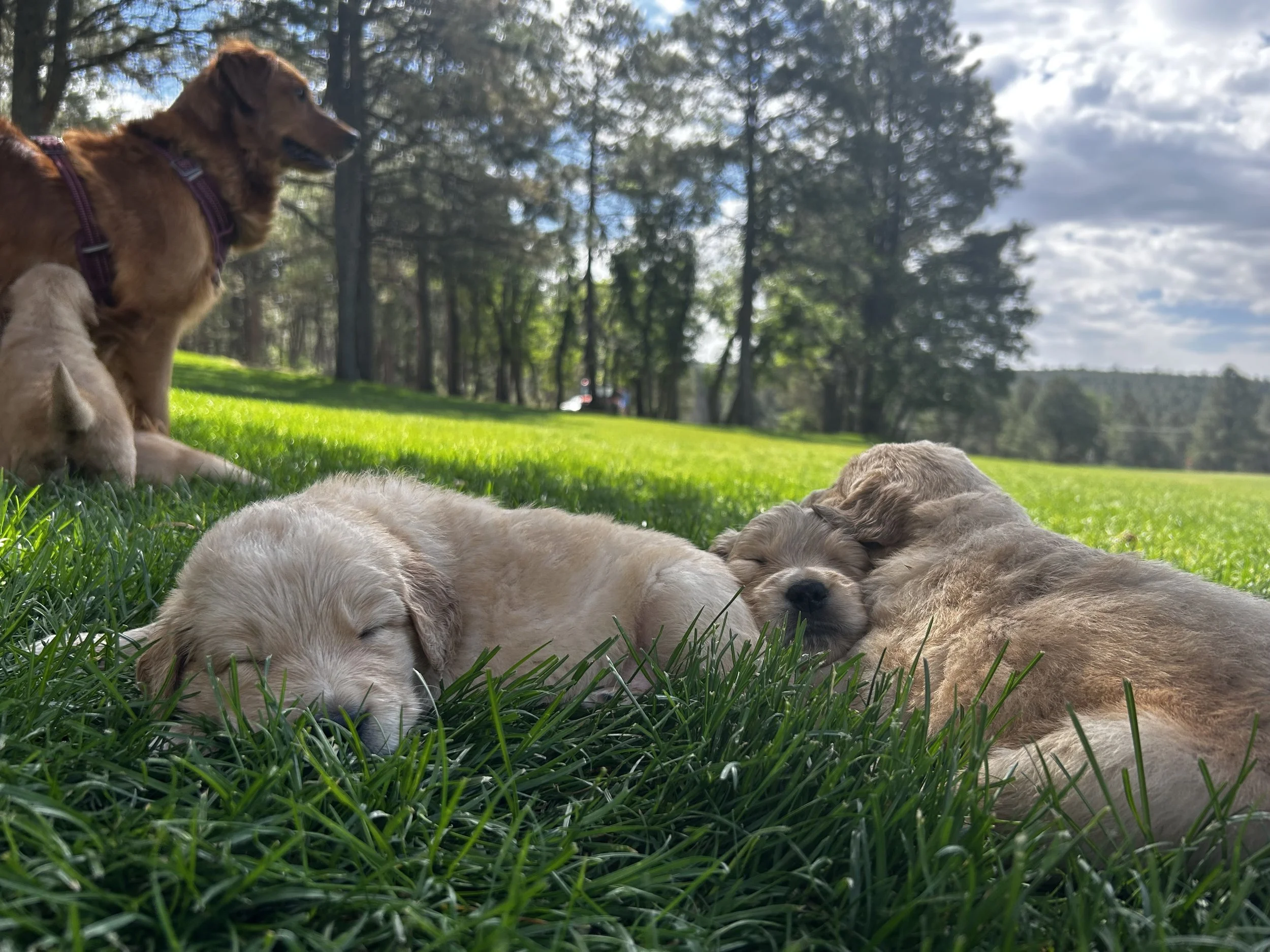 Golden retriever puppies resting on grass with an adult golden retriever sitting nearby, in a park with trees and a cloudy sky in the background.
