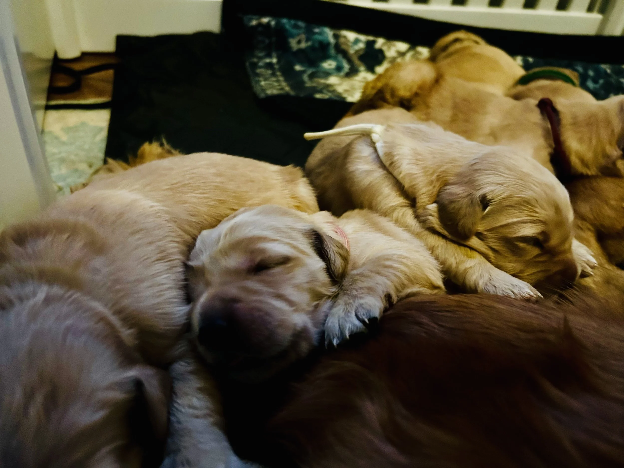 A group of golden retriever puppies sleeping together on a soft blanket.