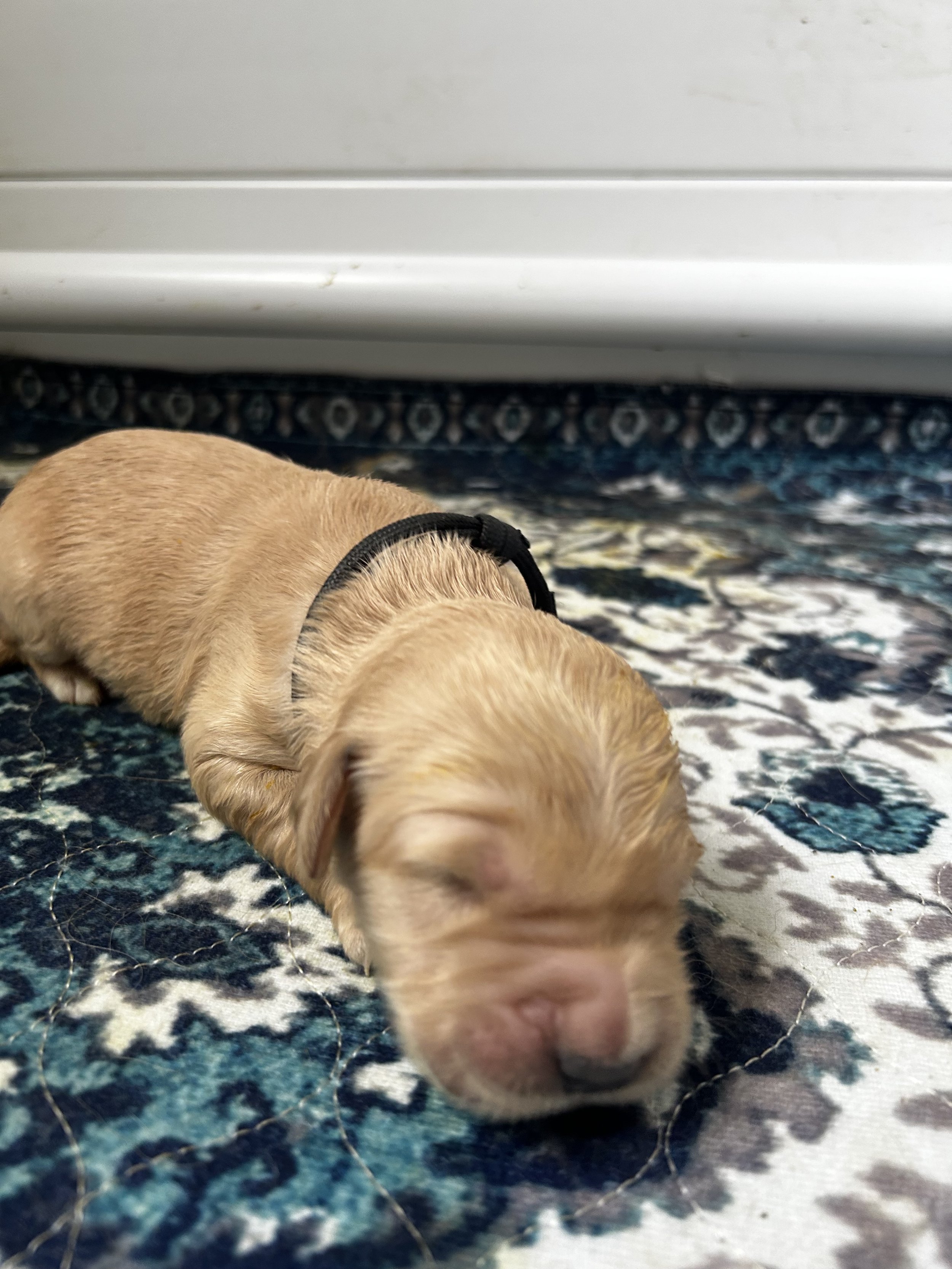A young golden retriever puppy lying on a patterned blue, white, and black rug, near a white oven or appliance.