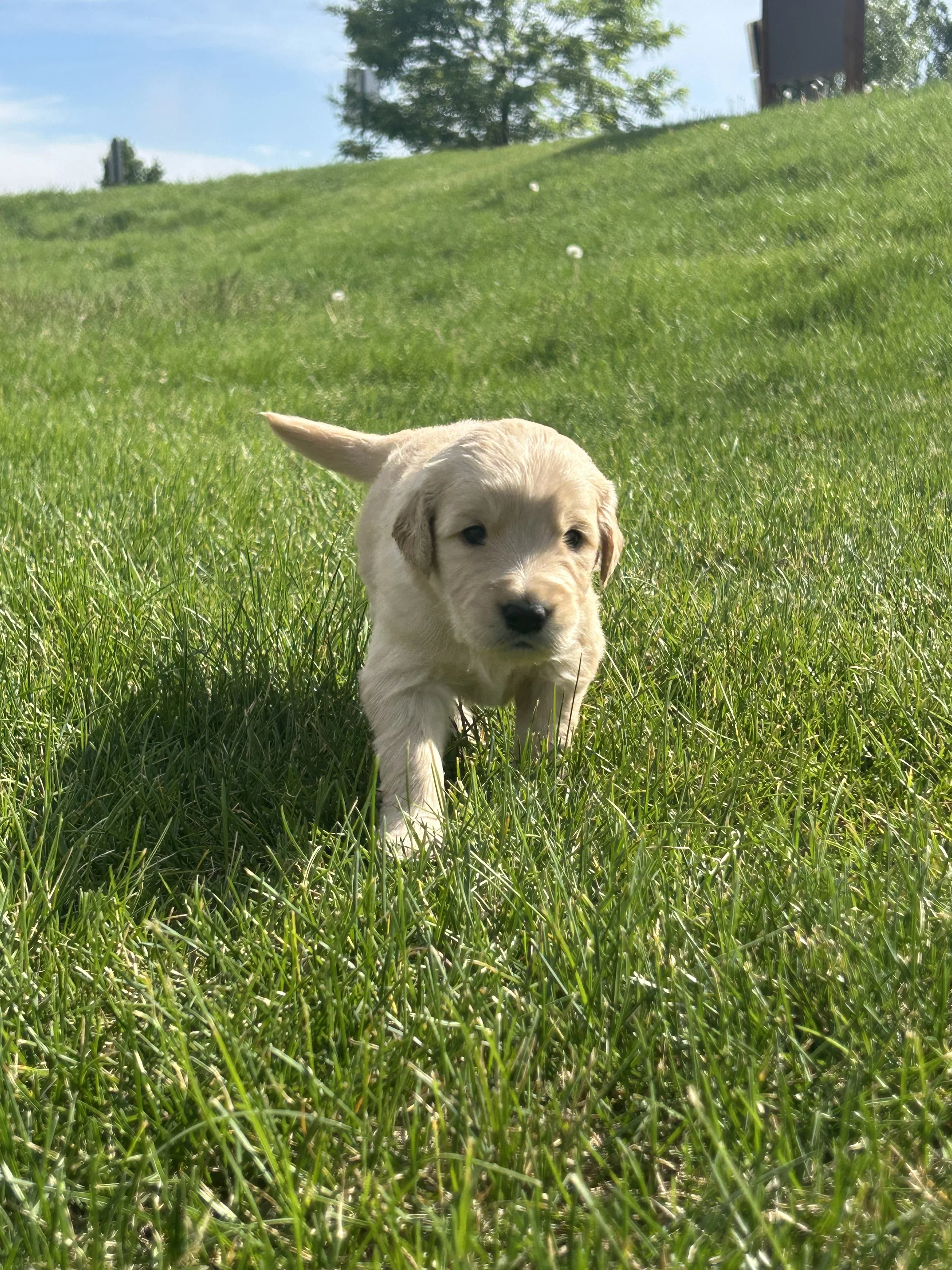 A small light-colored puppy walking through tall green grass in an open outdoor area with trees and a building in the background on a sunny day.