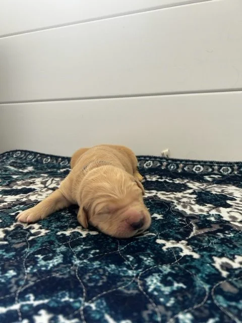 A sleeping golden retriever puppy lying on a patterned blue and black rug against a plain white wall.