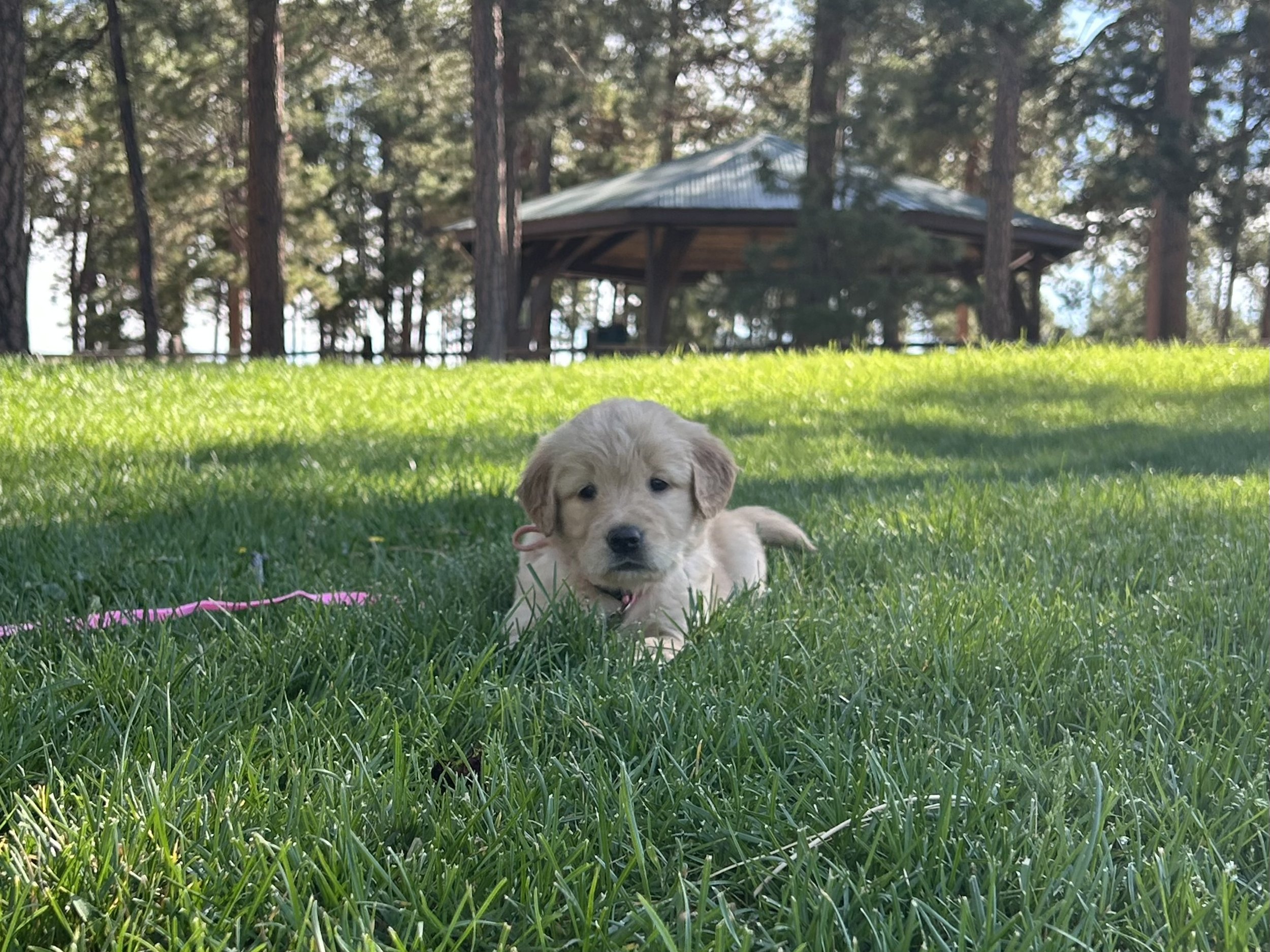 A cute golden retriever puppy lying on the grass in a park with tall trees and a wooden shelter in the background.