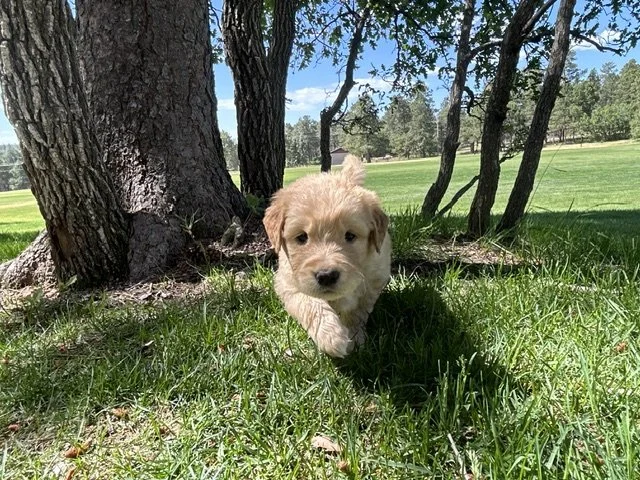Golden retriever puppy walking through grass under trees in a sunny park.