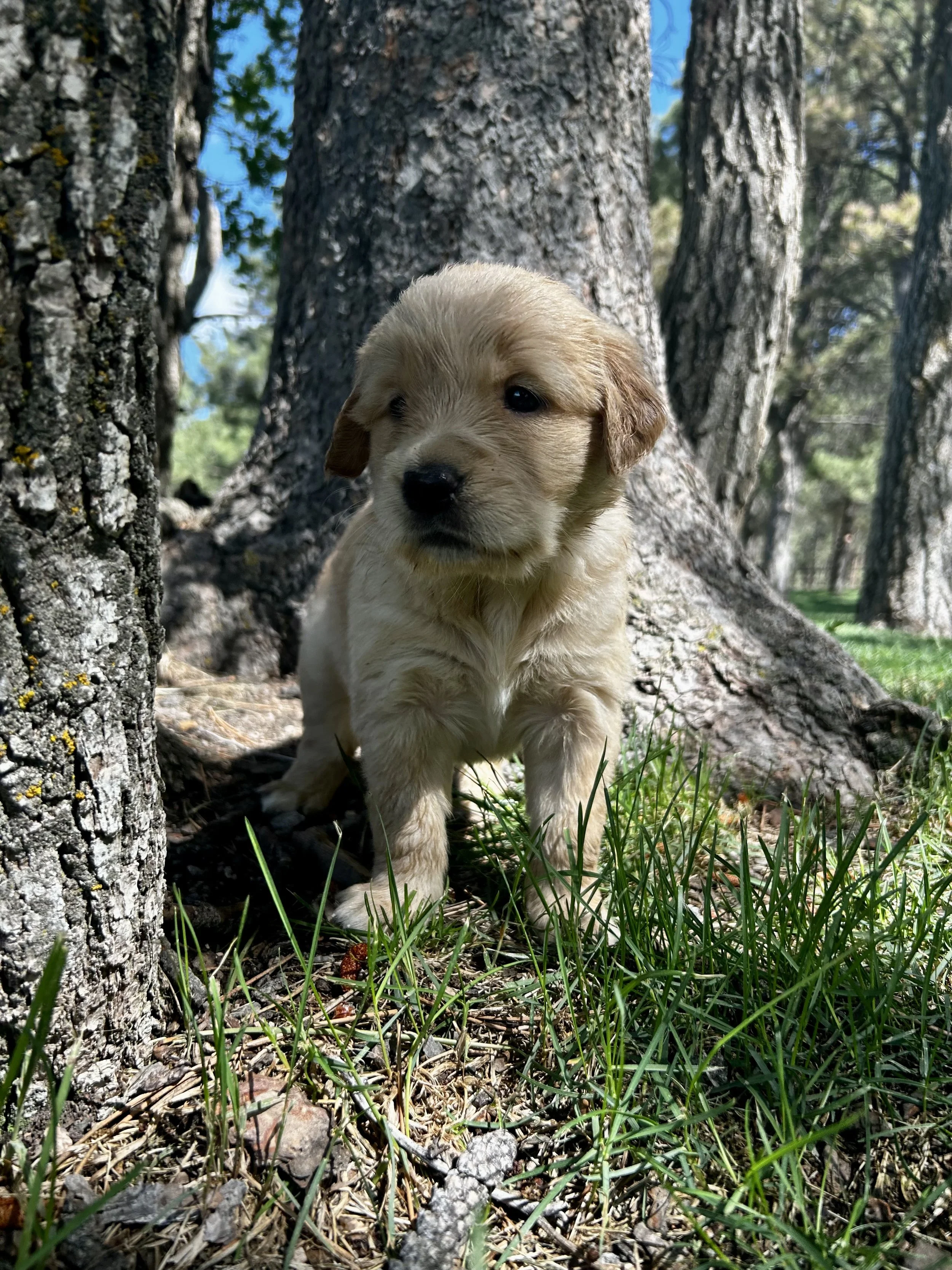 A small yellow Labrador puppy standing outdoors at the base of a large tree with textured bark, surrounded by grass and scattered twigs on the ground, with a background of more trees and a bright blue sky.