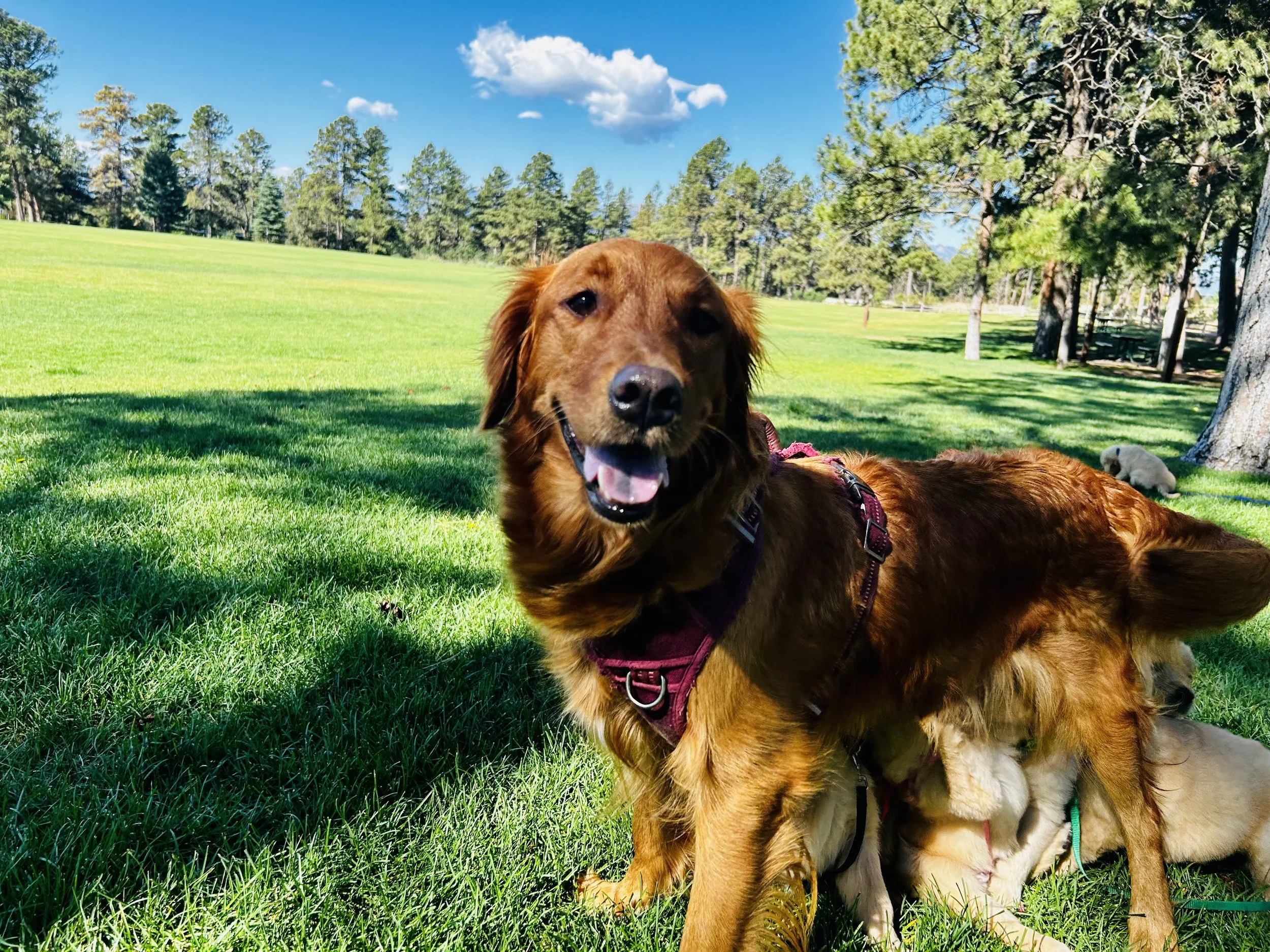 A happy, brown dog lying on green grass in a park with trees and a bright blue sky in the background.