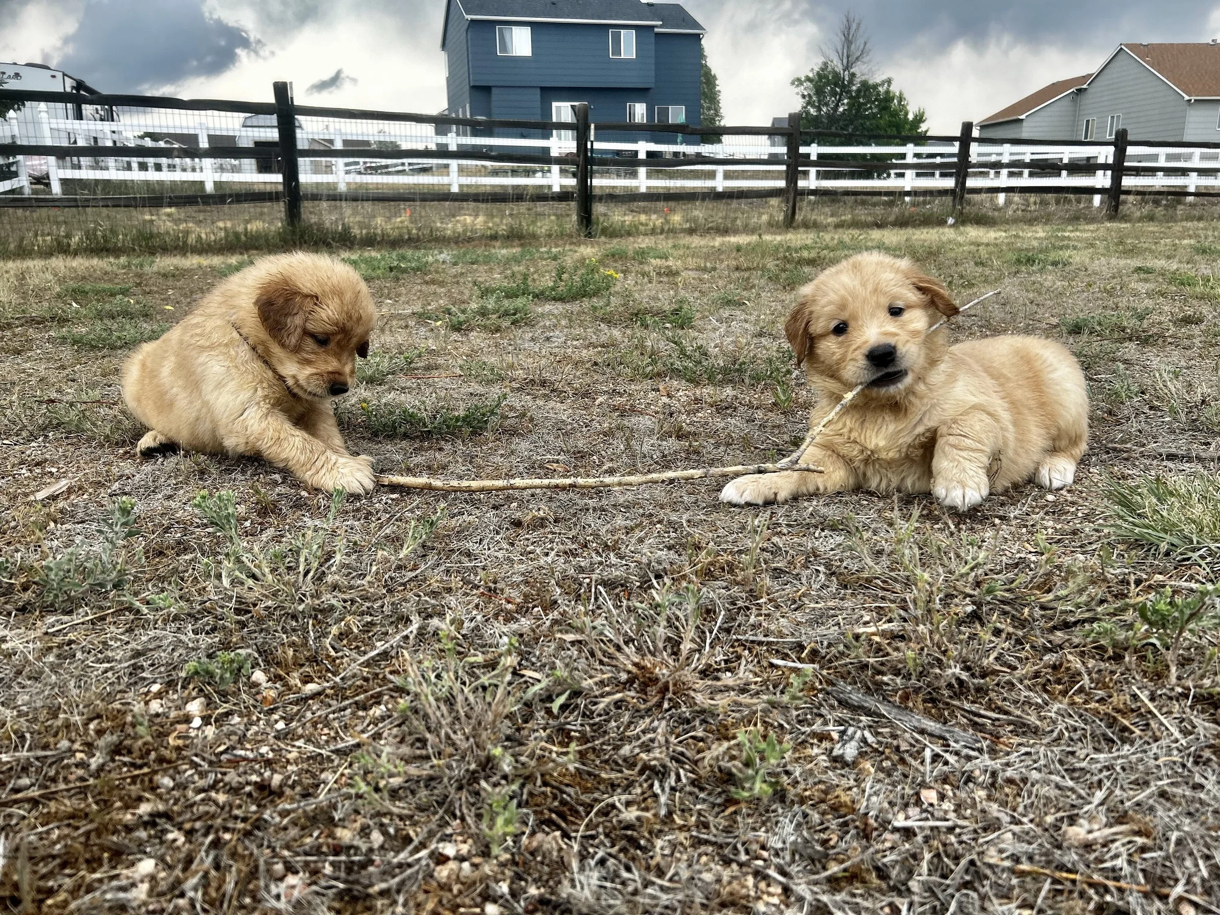 Two golden retriever puppies playing on a patchy yard with houses and a cloudy sky in the background.