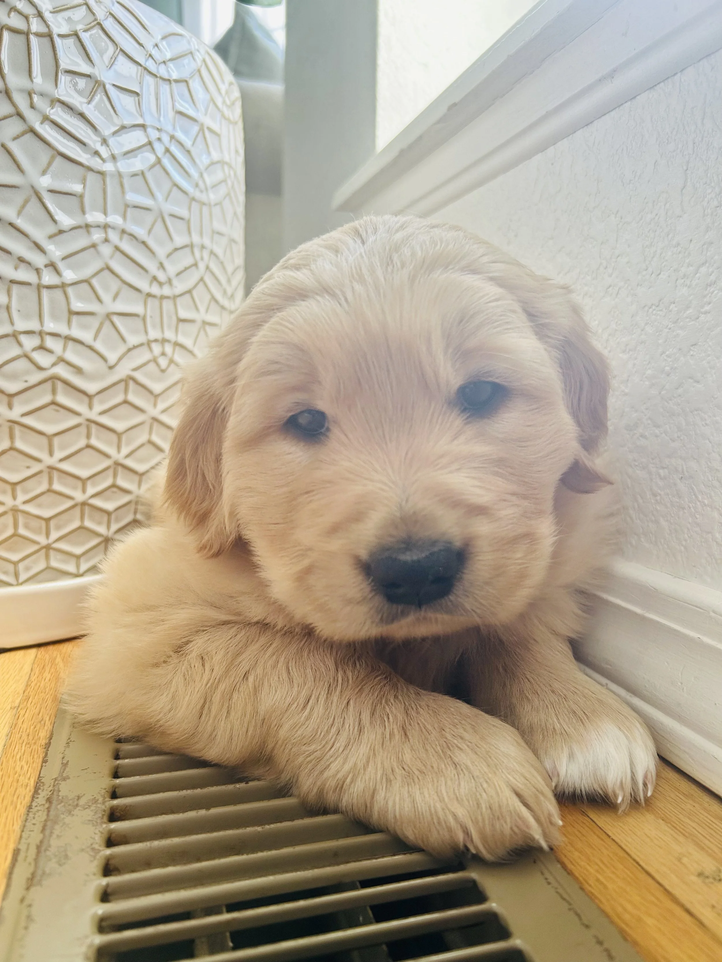 Close-up of a light-colored puppy lying on a heating vent near a white wall and a patterned lamp.