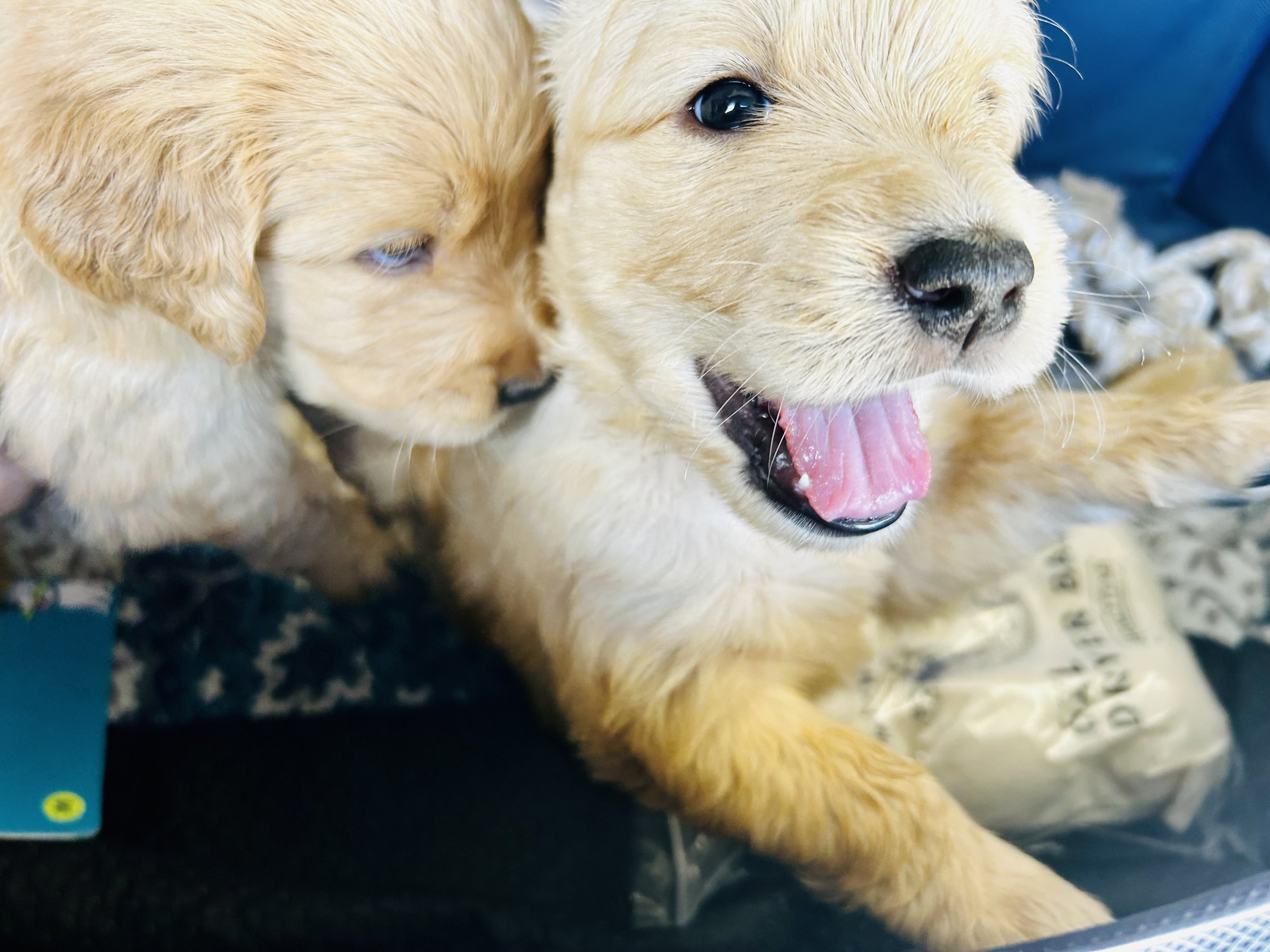 Close-up of two adorable yellow Labrador Retriever puppies, one with tongue out and the other with eye partially closed.